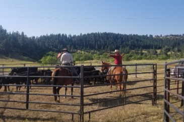 cattle ranch montana brumfield ridge ranch
