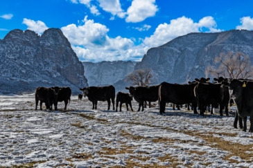 cattle ranches for sale Colorado Fall Creek Ranch