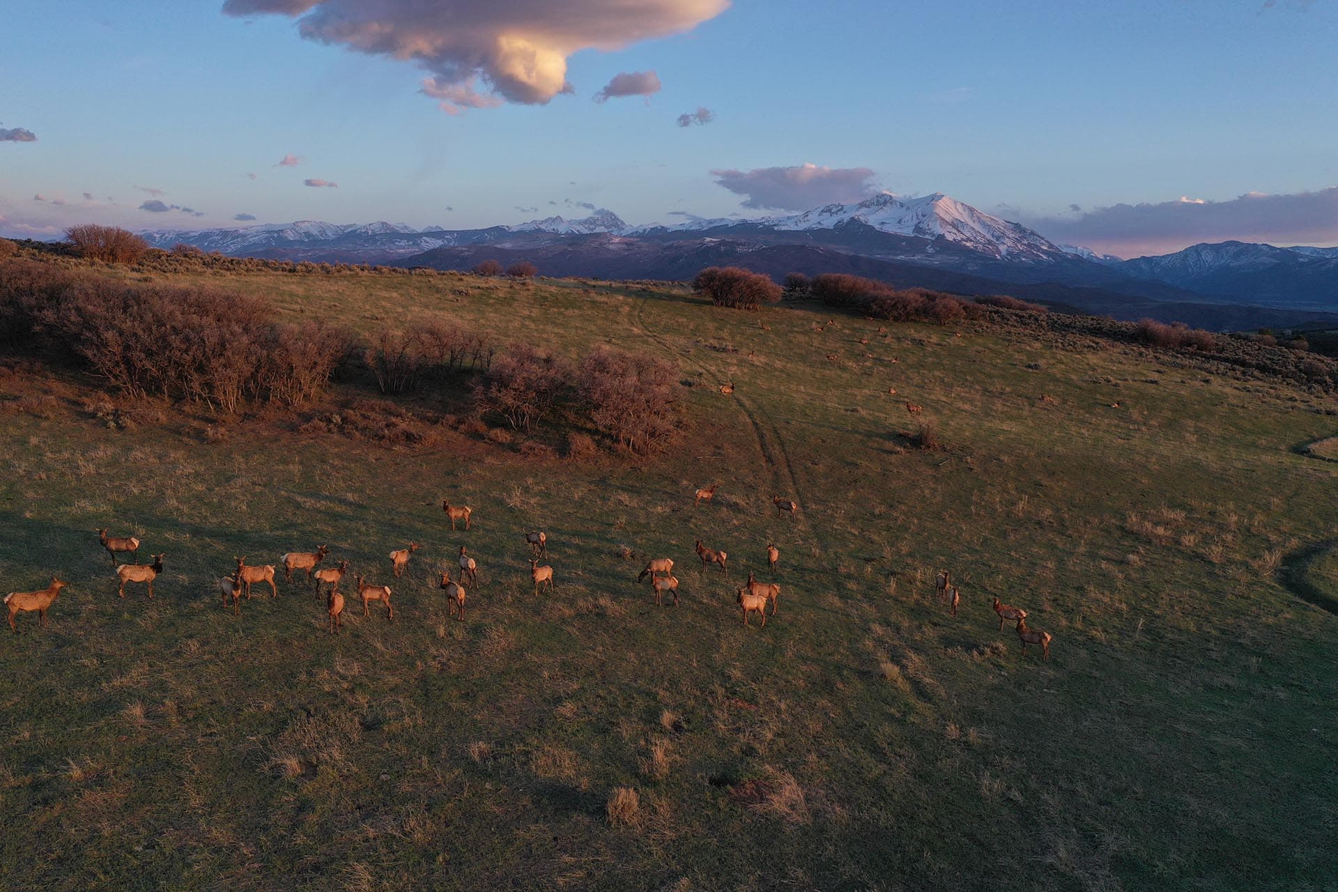 colorado elk colorado roaring fork valley ranch