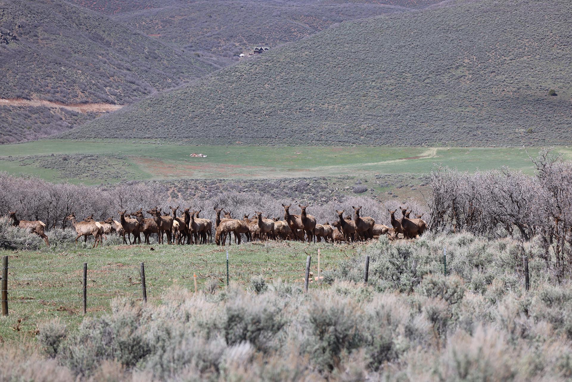 cow elk colorado roaring fork valley ranch