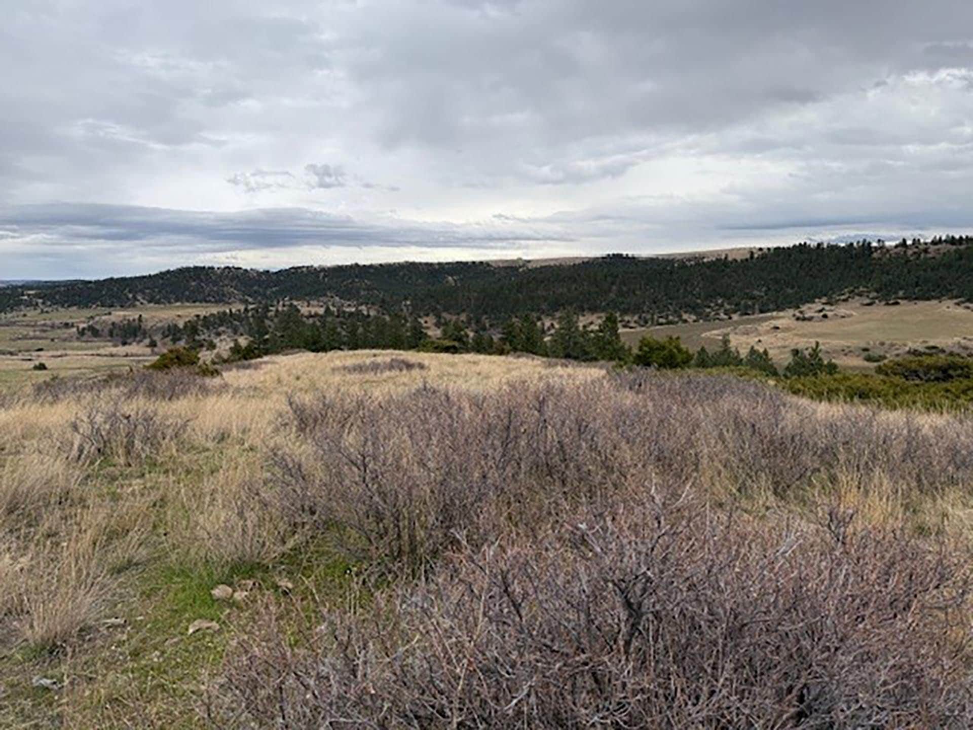 dark pine Montana Brumfield Ridge Ranch