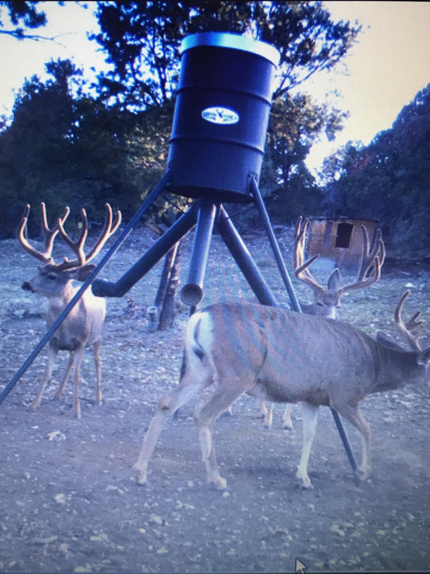 daylight mule deer activity utah mammoth ridge muleys