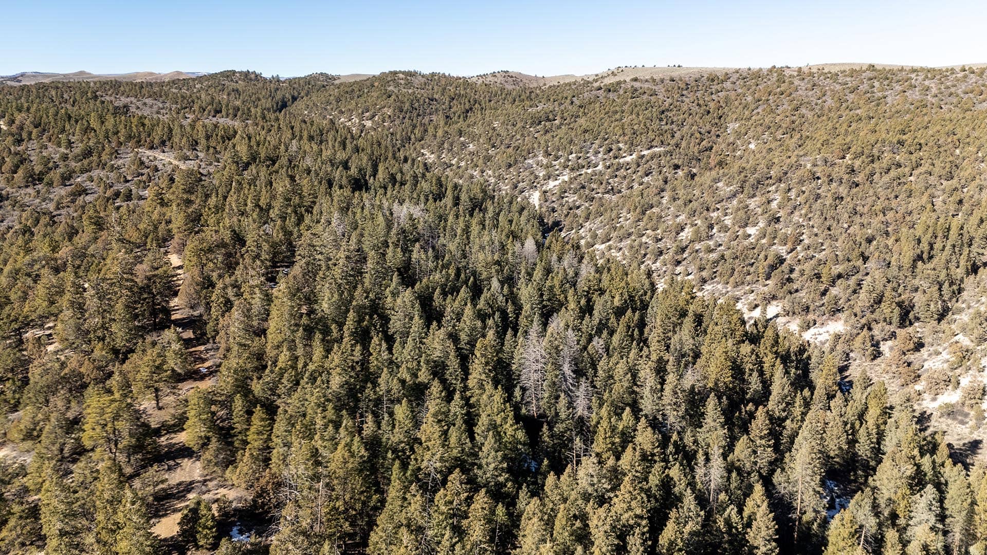 dense forest mule deer habitat utah mammoth ridge muleys