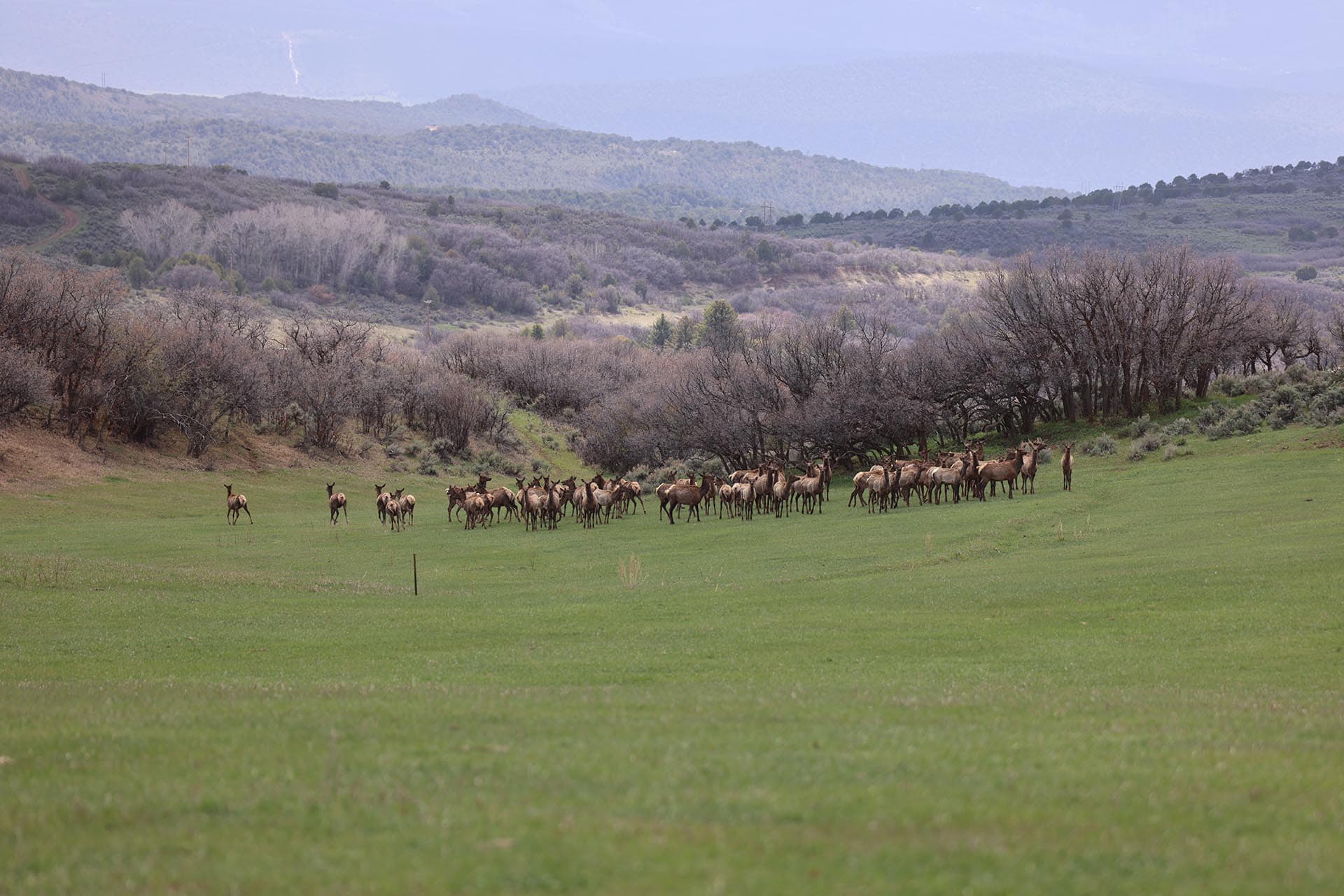 elk herd colorado roaring fork valley ranch