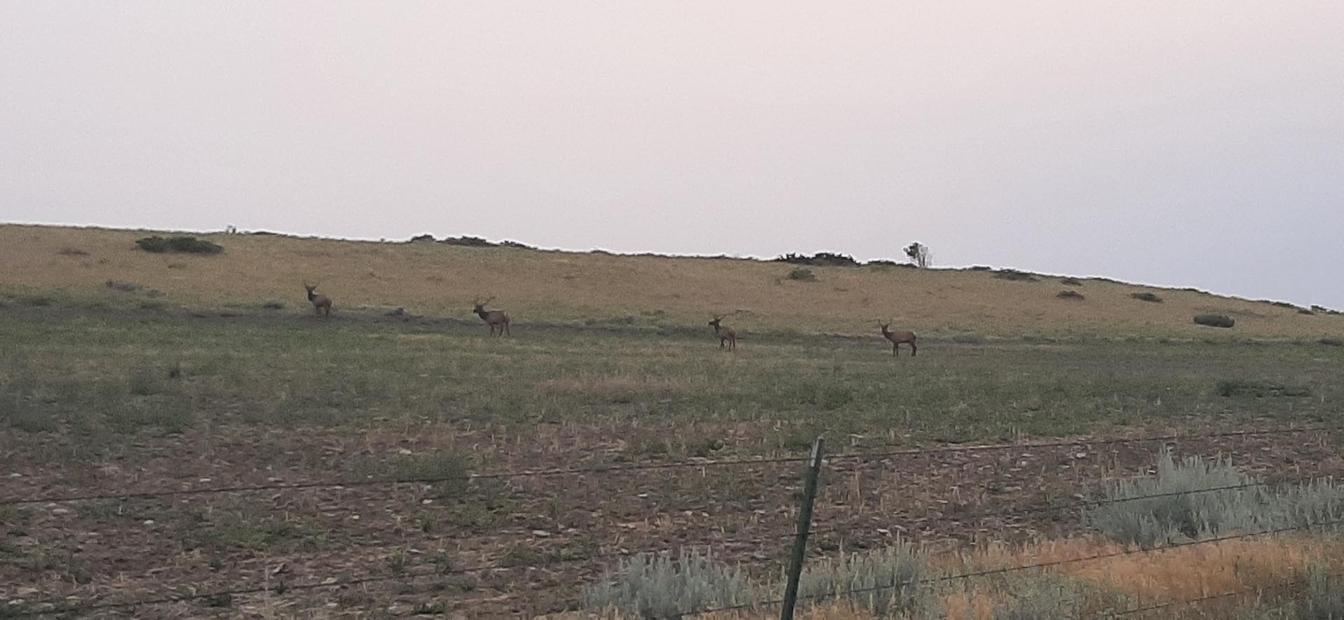 elk on ranch Montana Brumfield Road Ranch