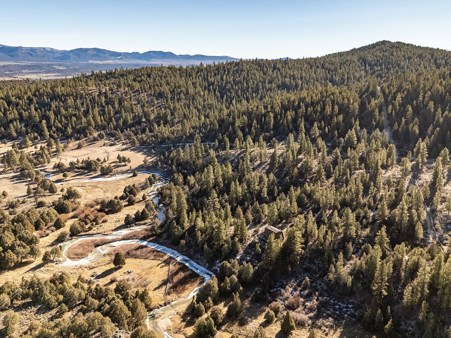 forested mule deer cover utah mammoth ridge muleys