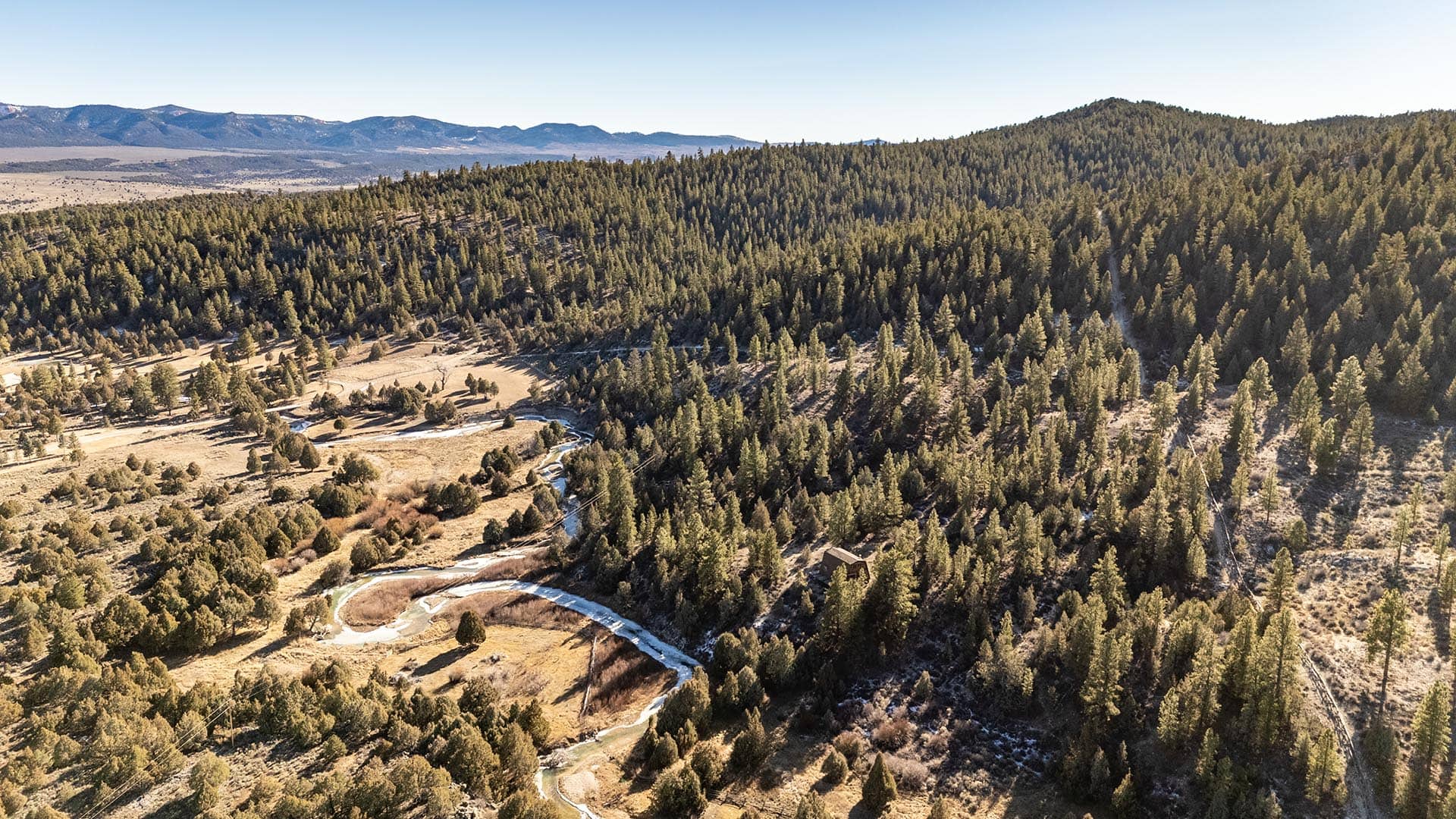 forested mule deer cover utah mammoth ridge muleys