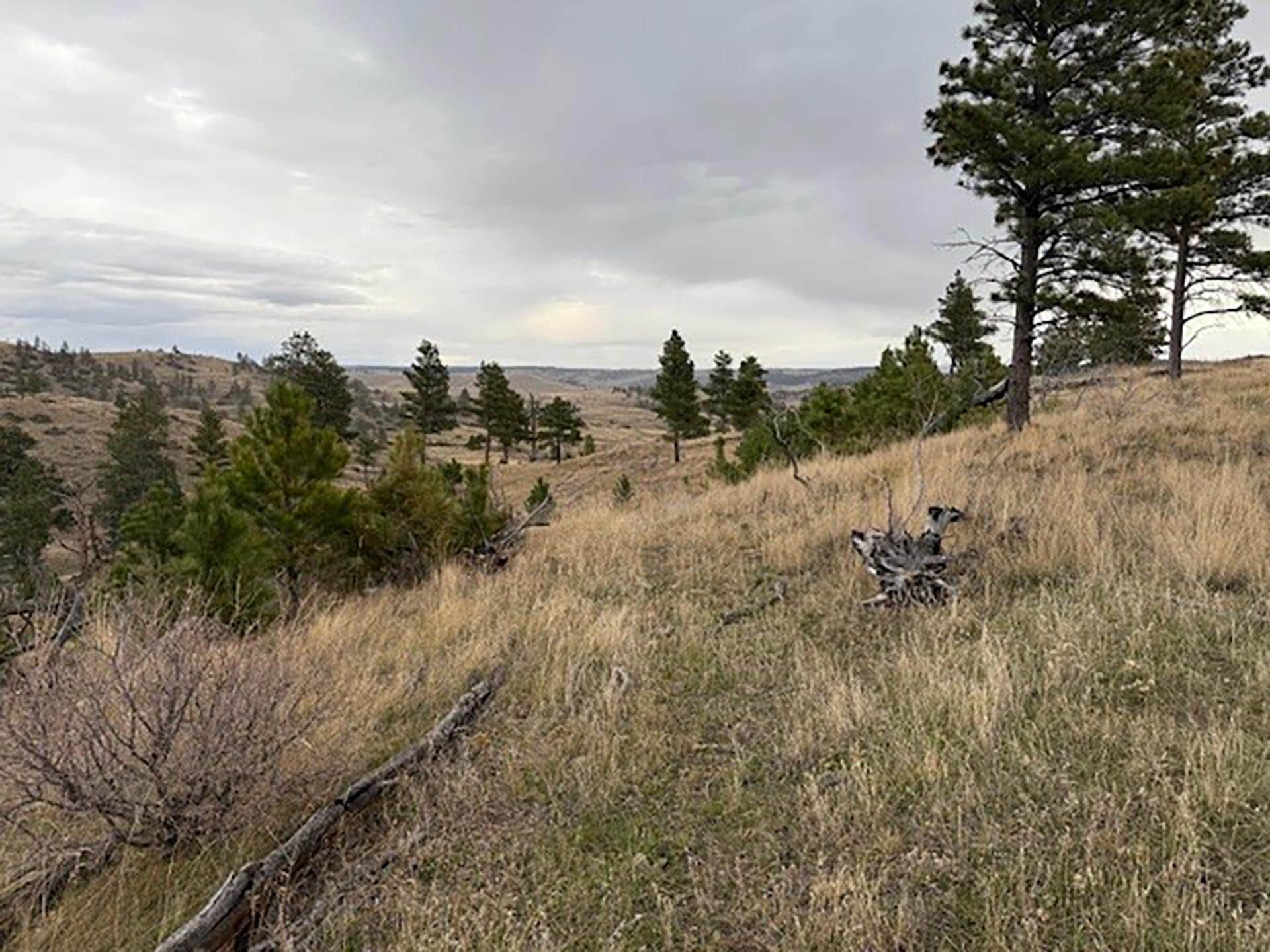 grassy hills and ponds Montana Brumfield Ridge Ranch