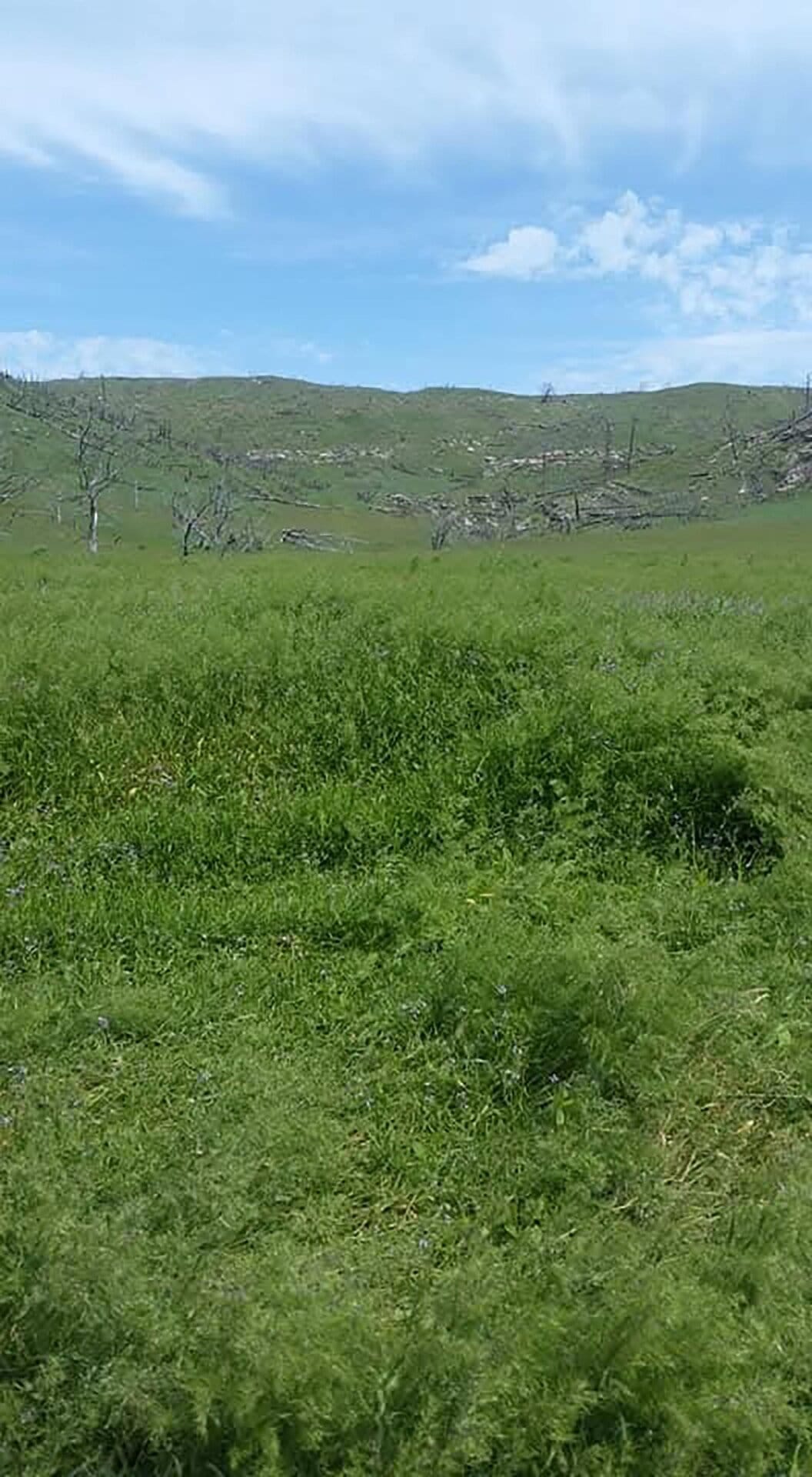 green grassy hill Montana Brumfield Ridge Ranch