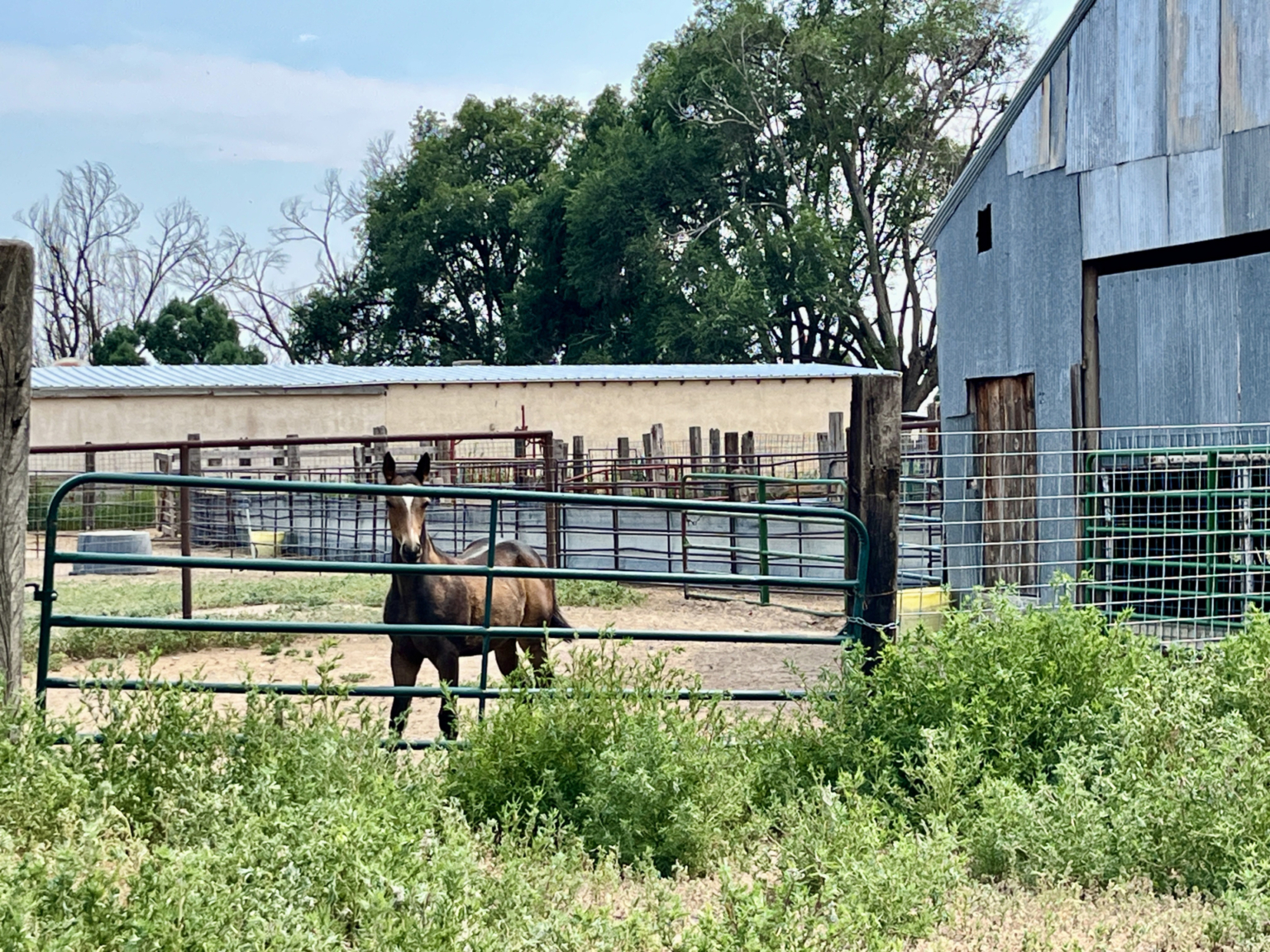Coletti Farm | Pueblo Colorado | Fay Ranches