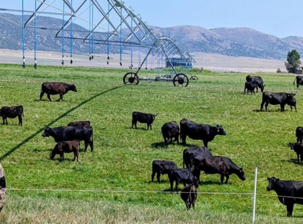 idaho ranches for sale Flying H Ranch
