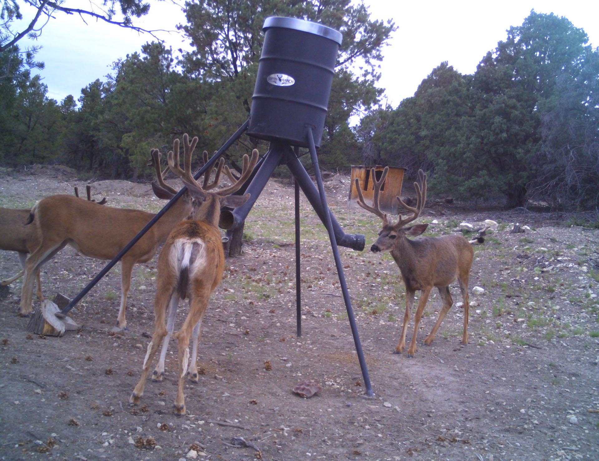 large buck trail camera utah mammoth ridge muleys