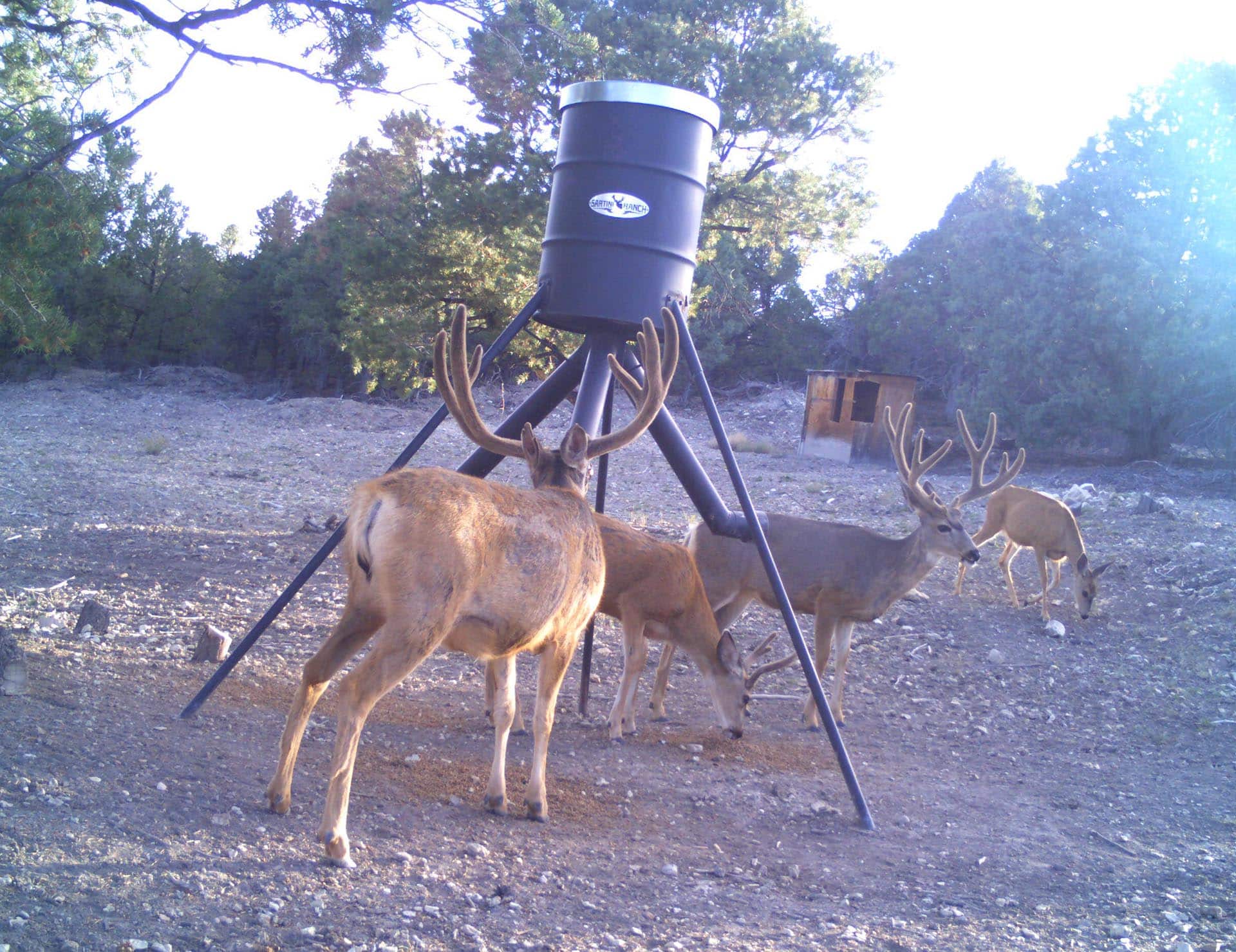 mature buck side profile utah mammoth ridge muleys