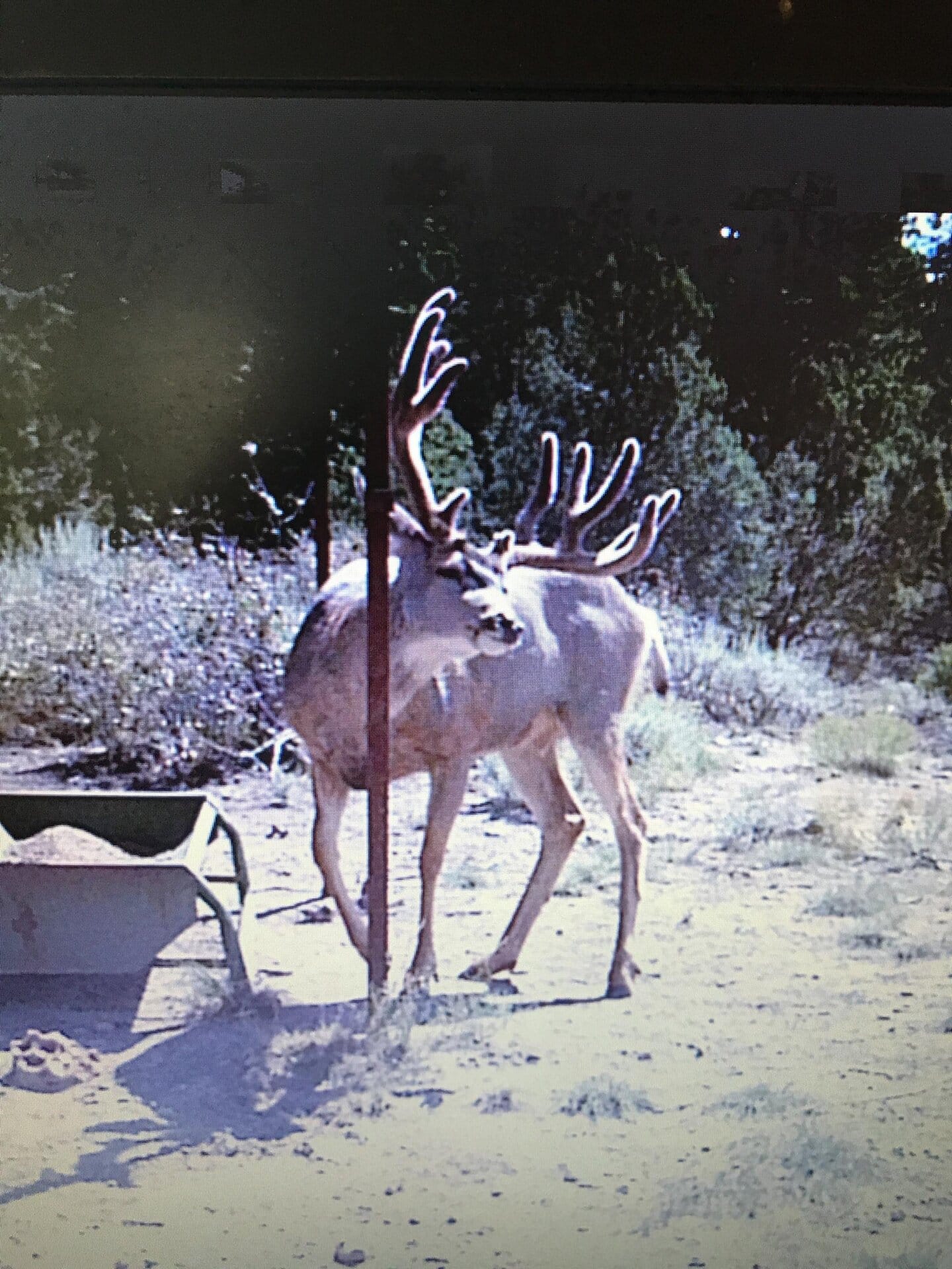 mature mule deer at feeder utah mammoth ridge muleys