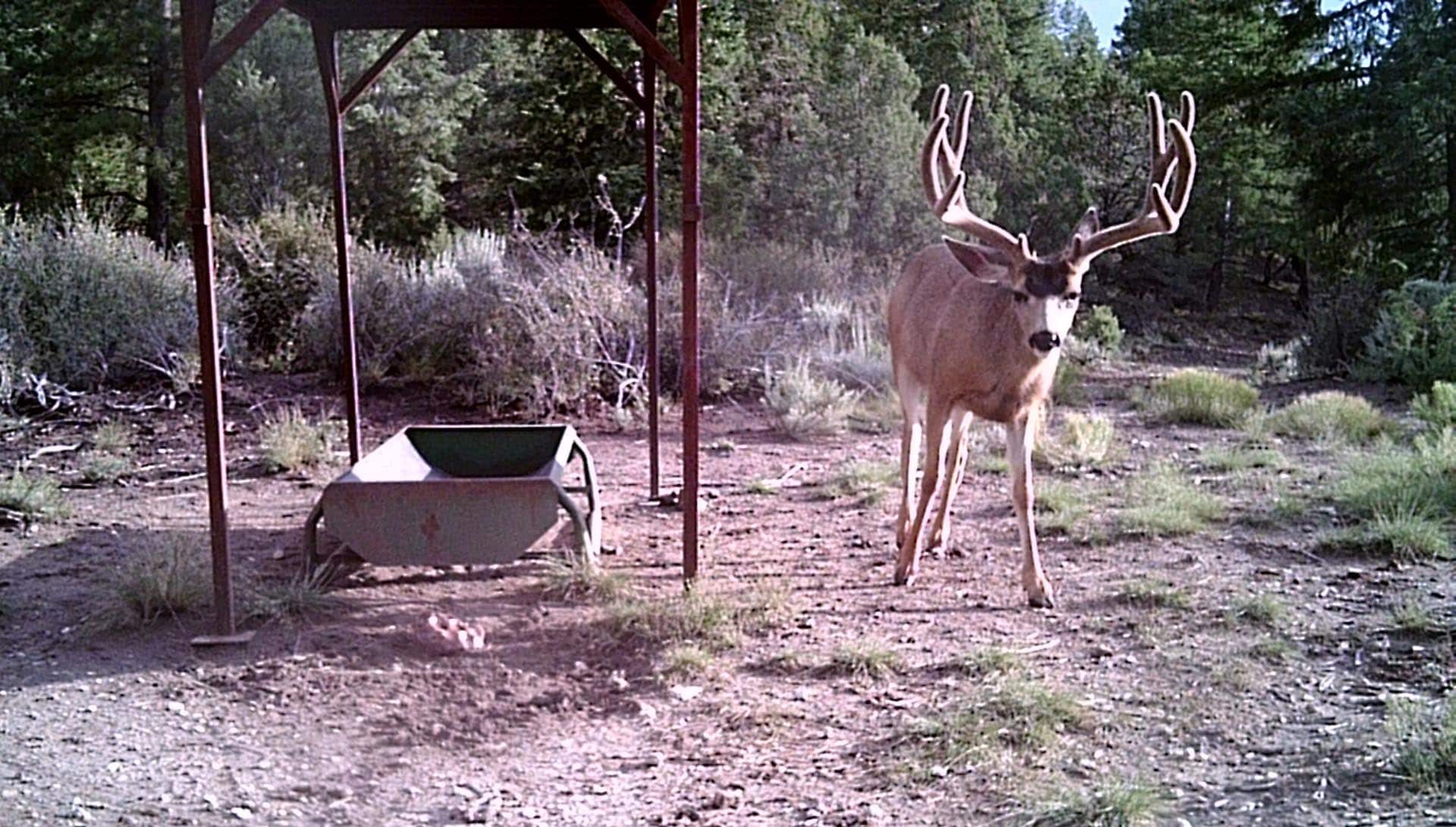 mature mule deer on property utah mammoth ridge muleys