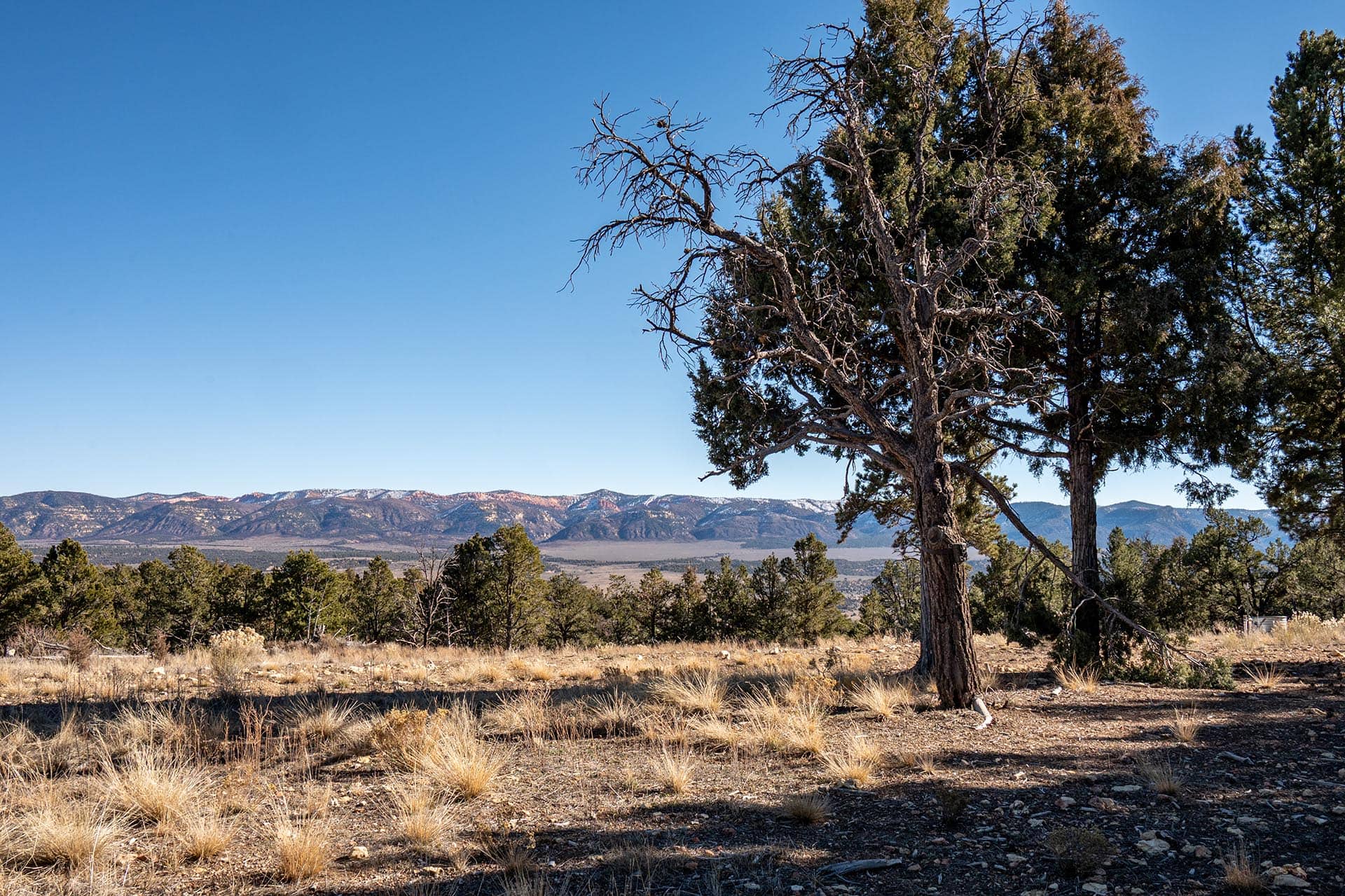 mature trees on hunting land utah mammoth ridge muleys