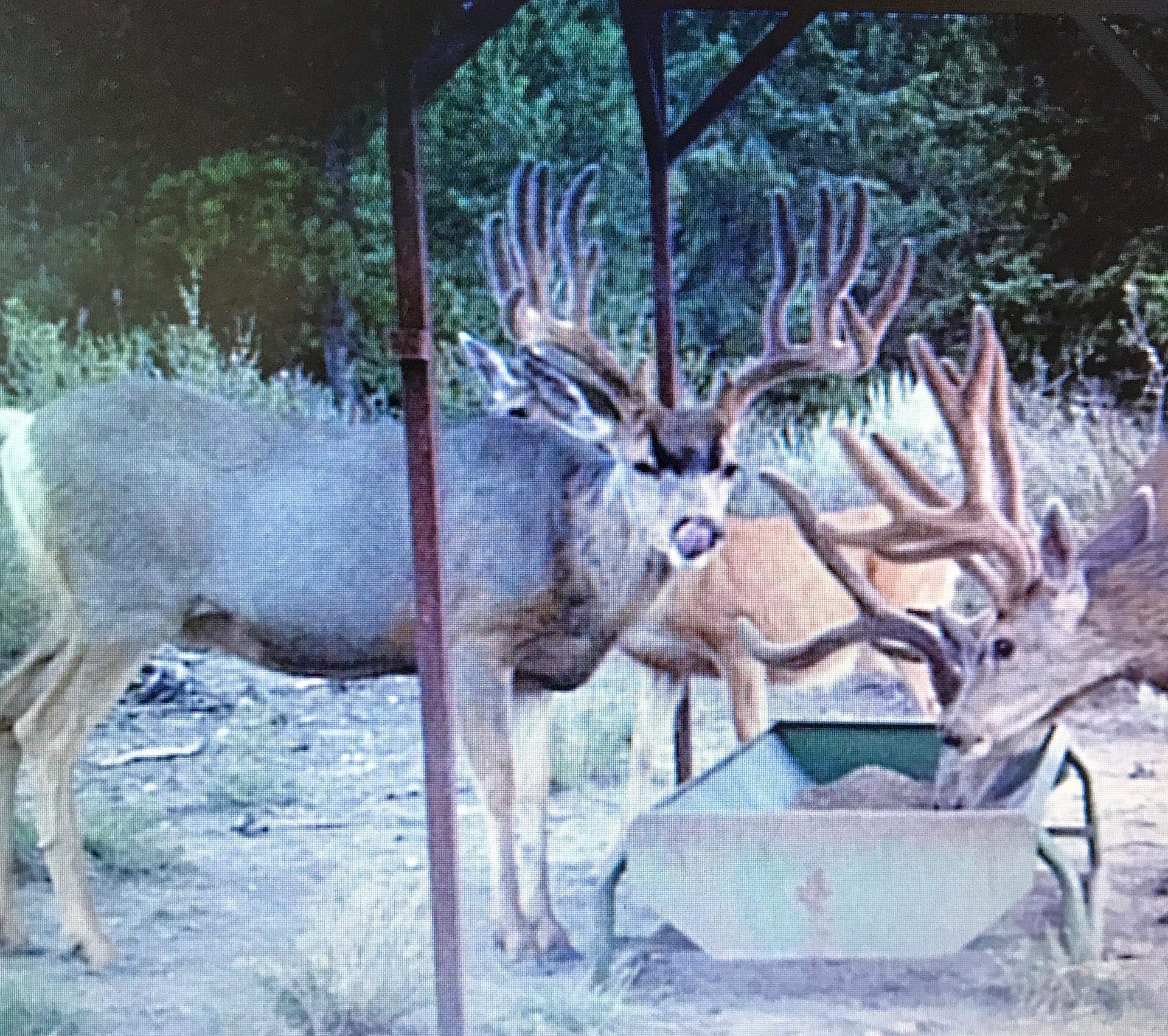 mule deer at feeder utah mammoth ridge muleys