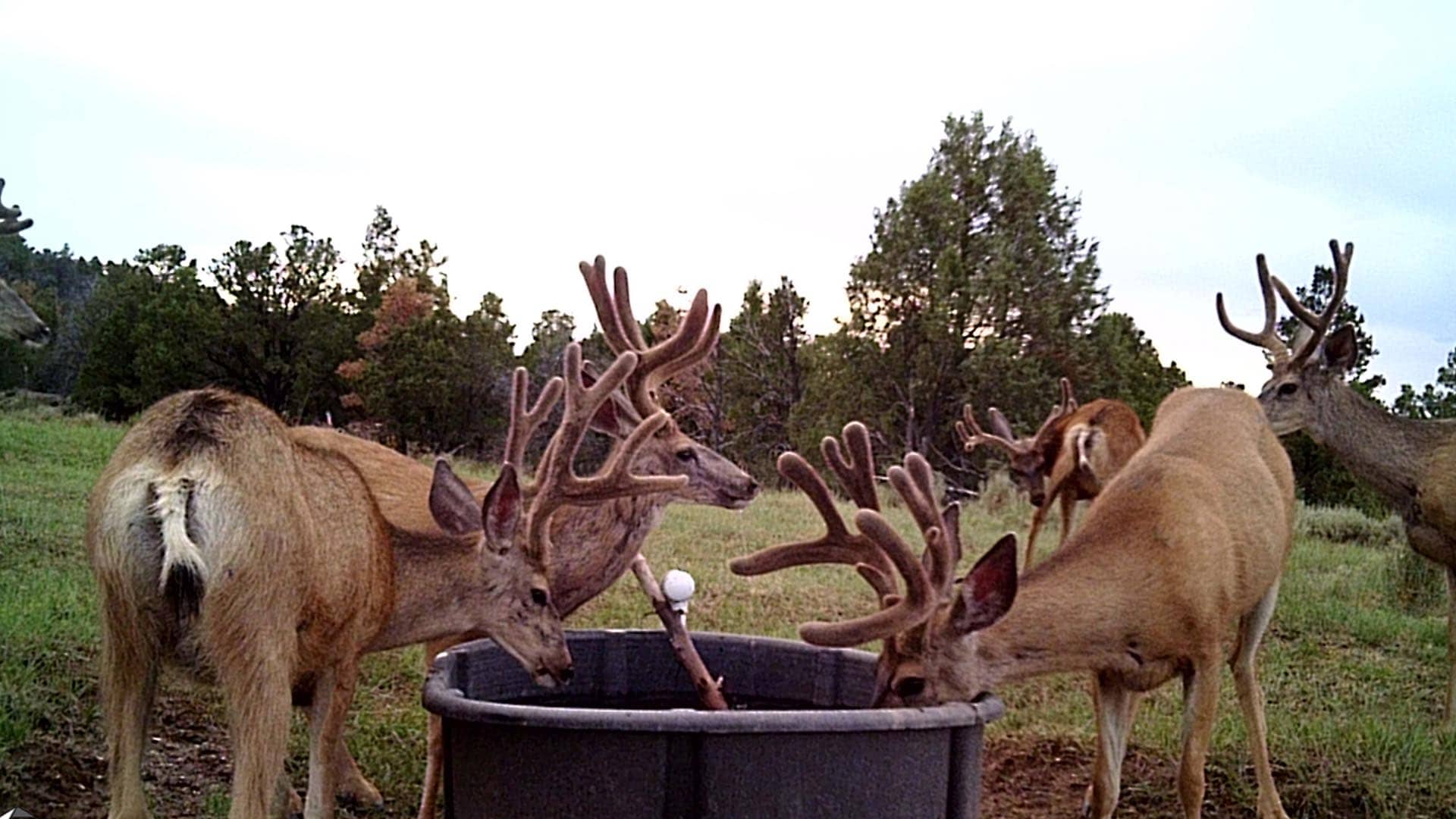 mule deer feeding area utah mammoth ridge muleys