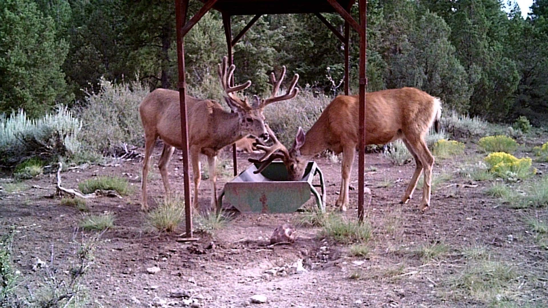 mule deer group at feeder utah mammoth ridge muleys