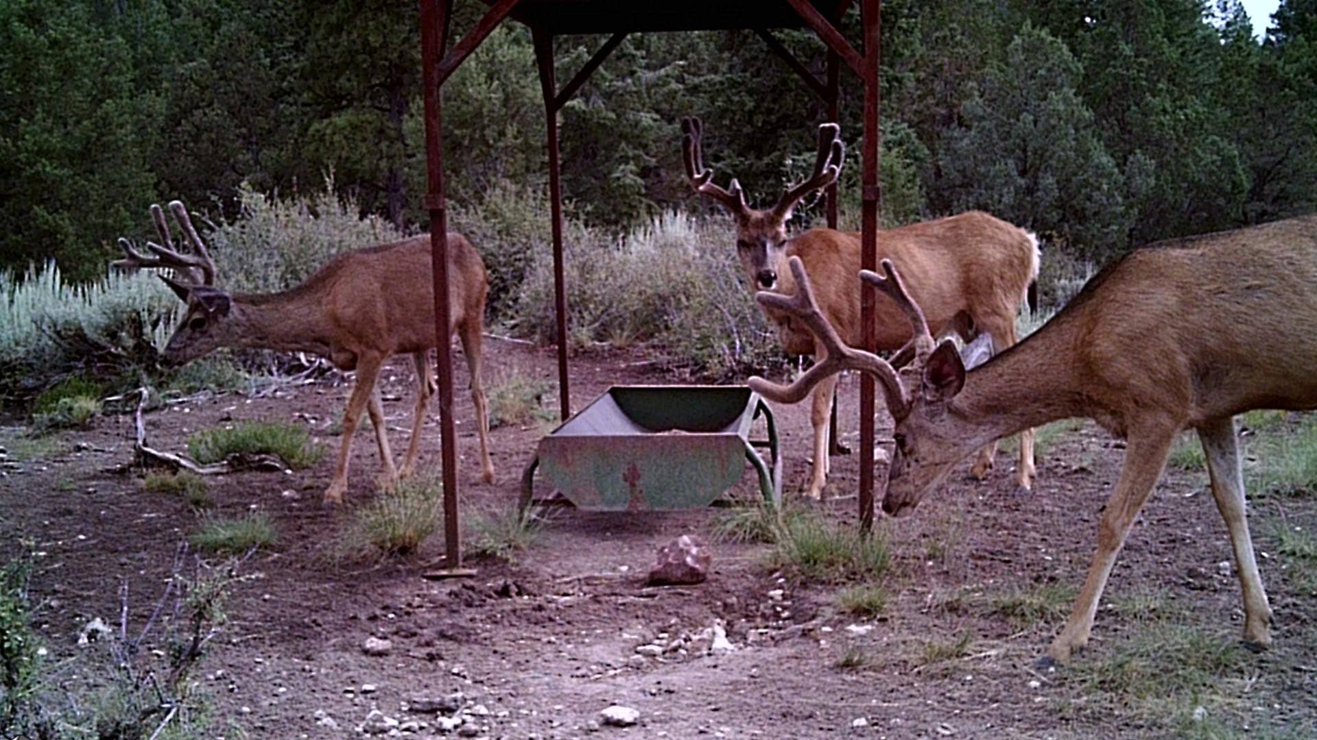 mule deer group feeding utah mammoth ridge muleys