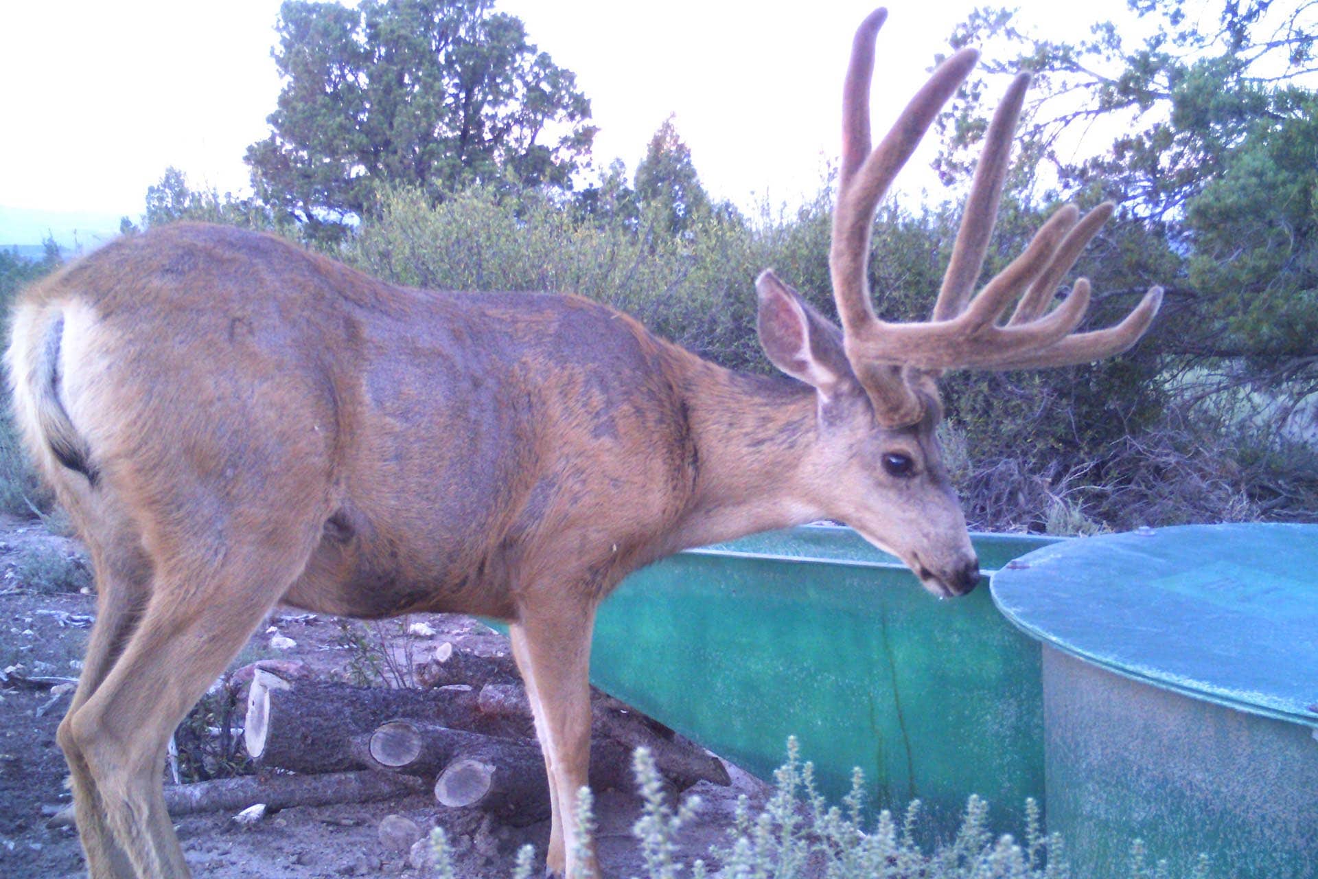 mule deer trail camera image utah mammoth ridge muleys