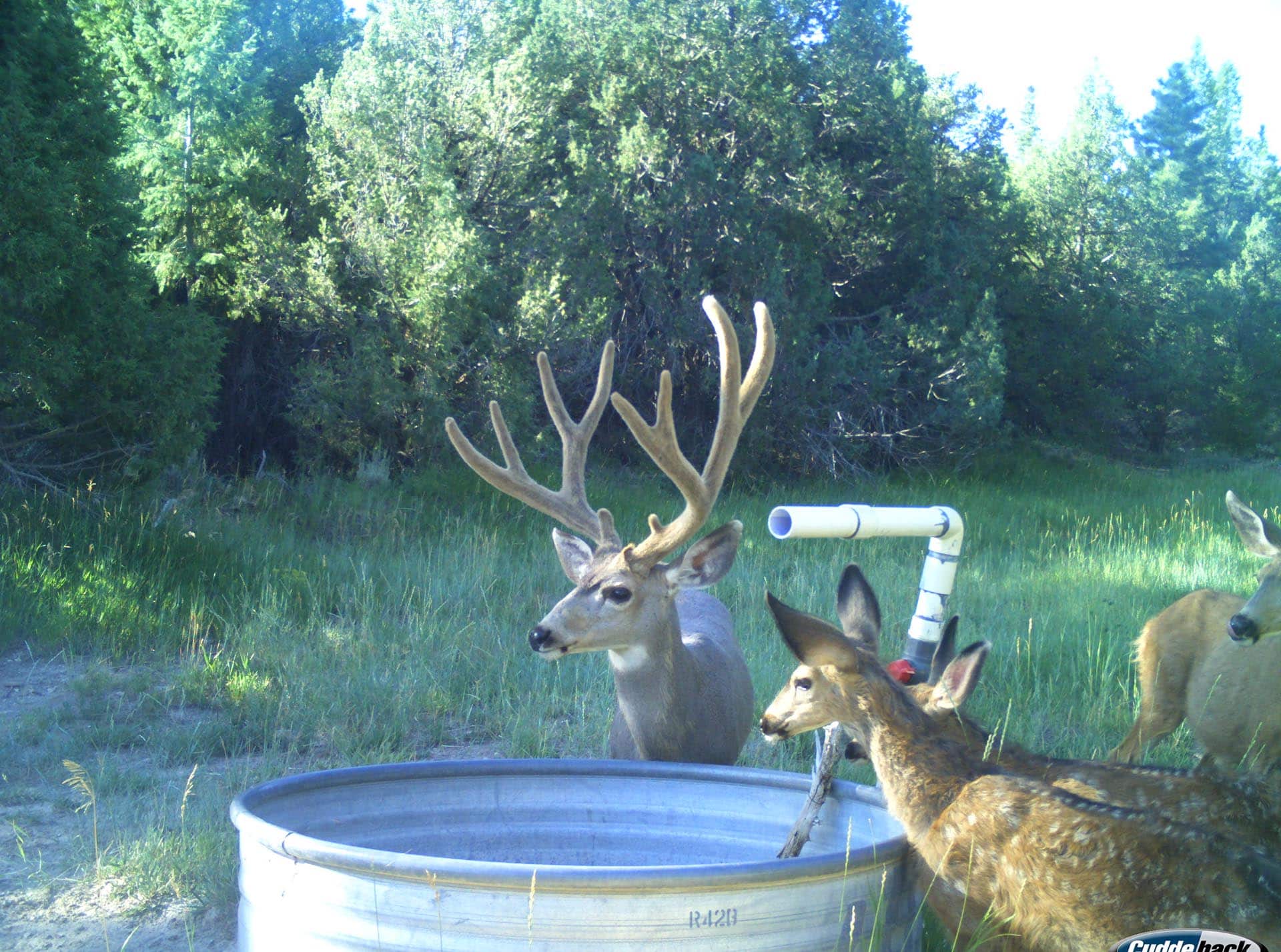 mule deer water source utah mammoth ridge muleys