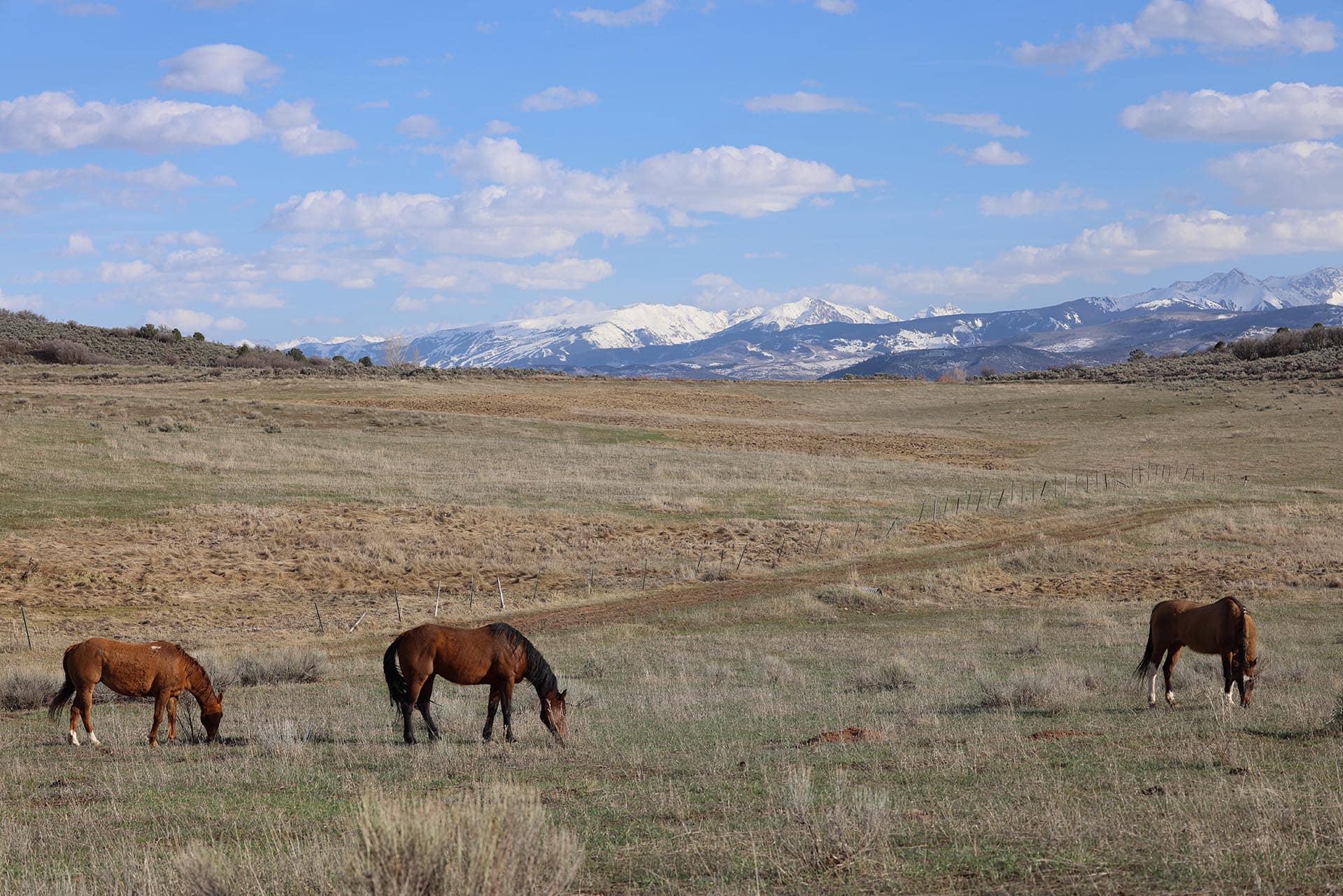 ranch horses colorado roaring fork valley ranch