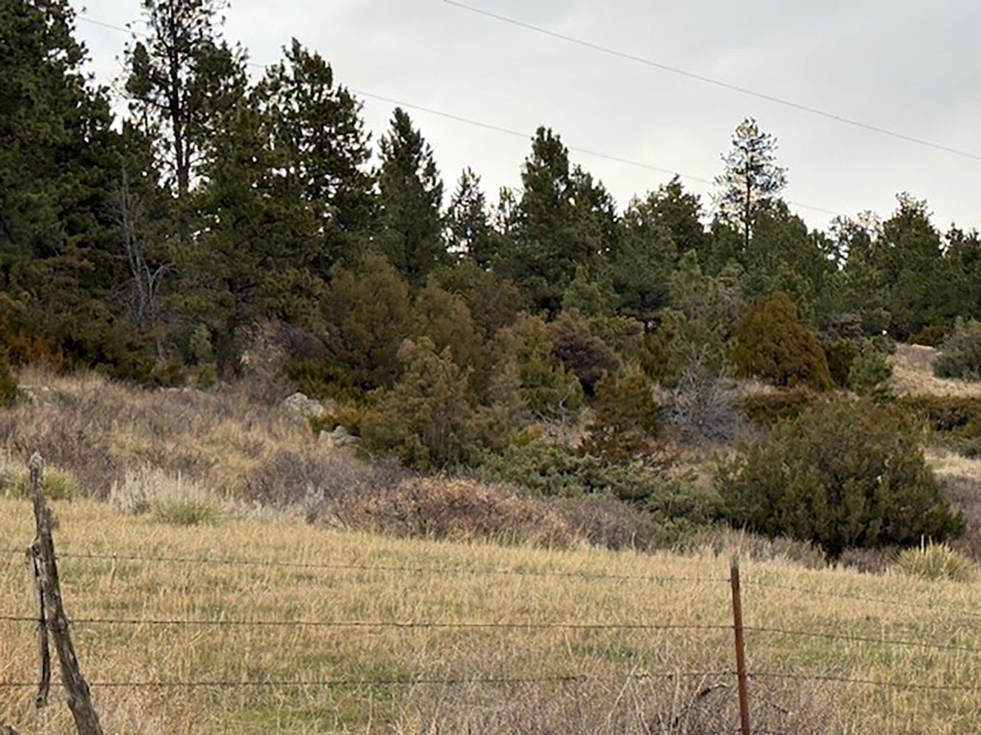 scrub brush from countryman creek rd Montana Brumfield Ridge Ranch