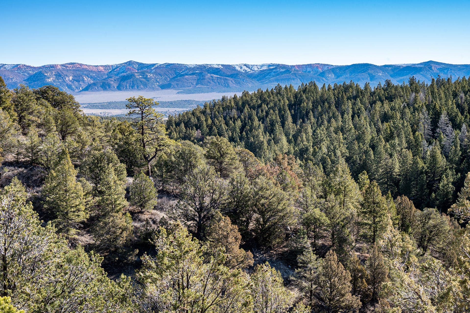 timbered ridges hunting land utah mammoth ridge muleys
