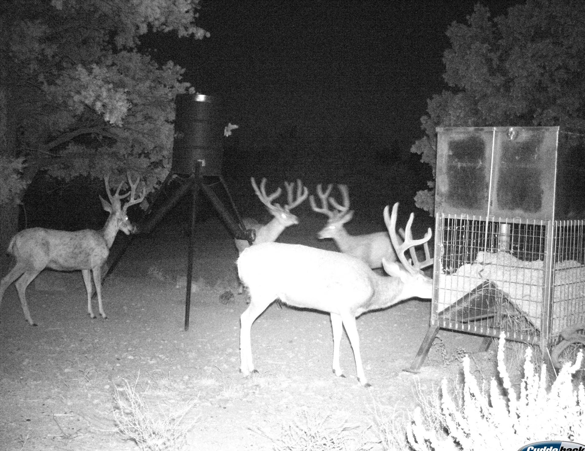 trail camera mule deer at night utah mammoth ridge muleys