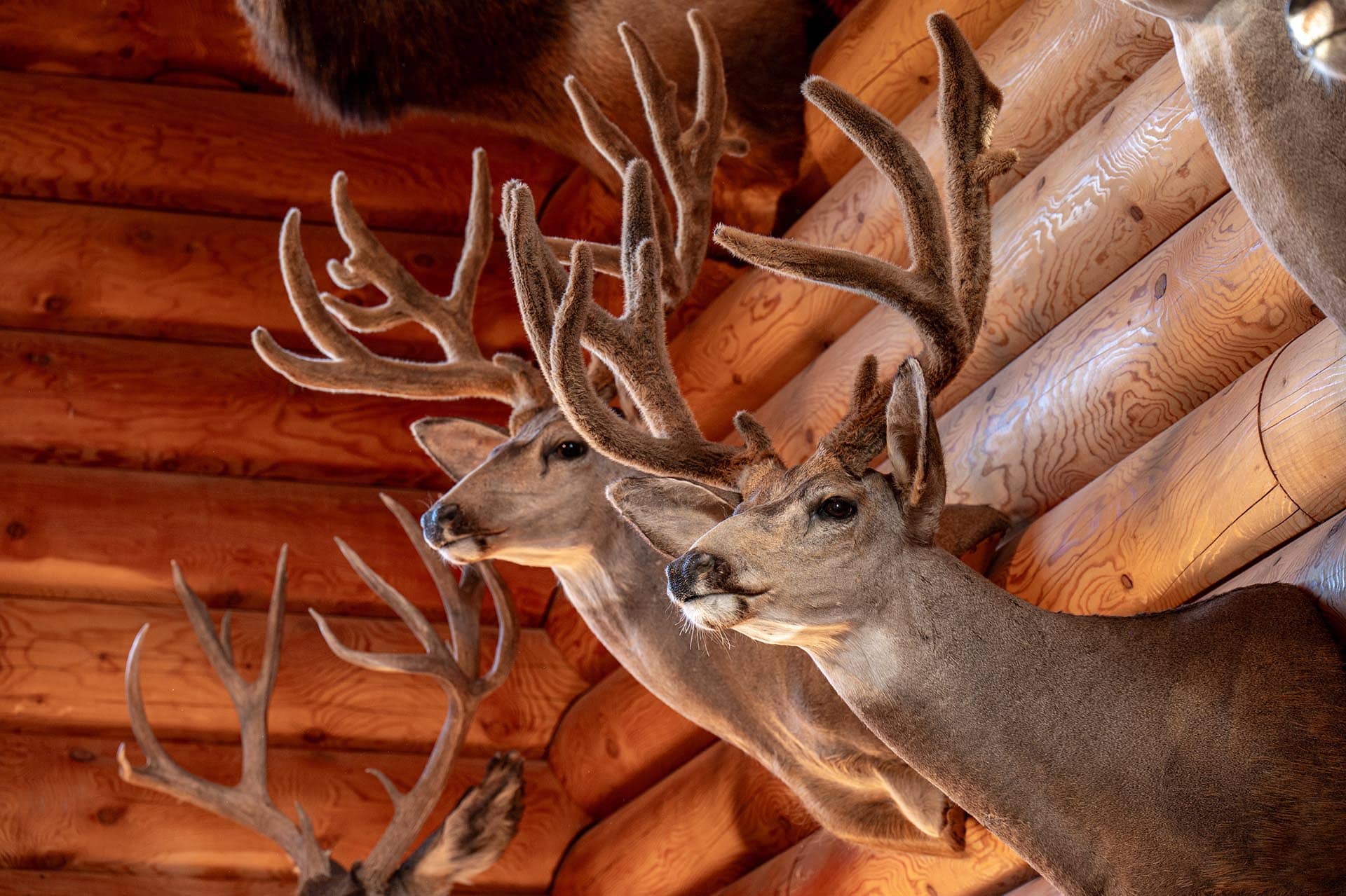 trophy mule deer mounts utah mammoth ridge muleys