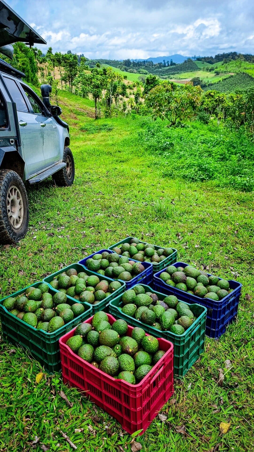 Avocado Costa Rica GlobalTerra