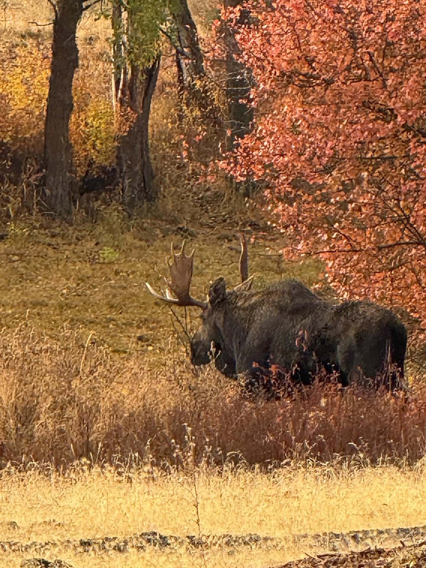 Big Moose Washington Stillwater Ranch