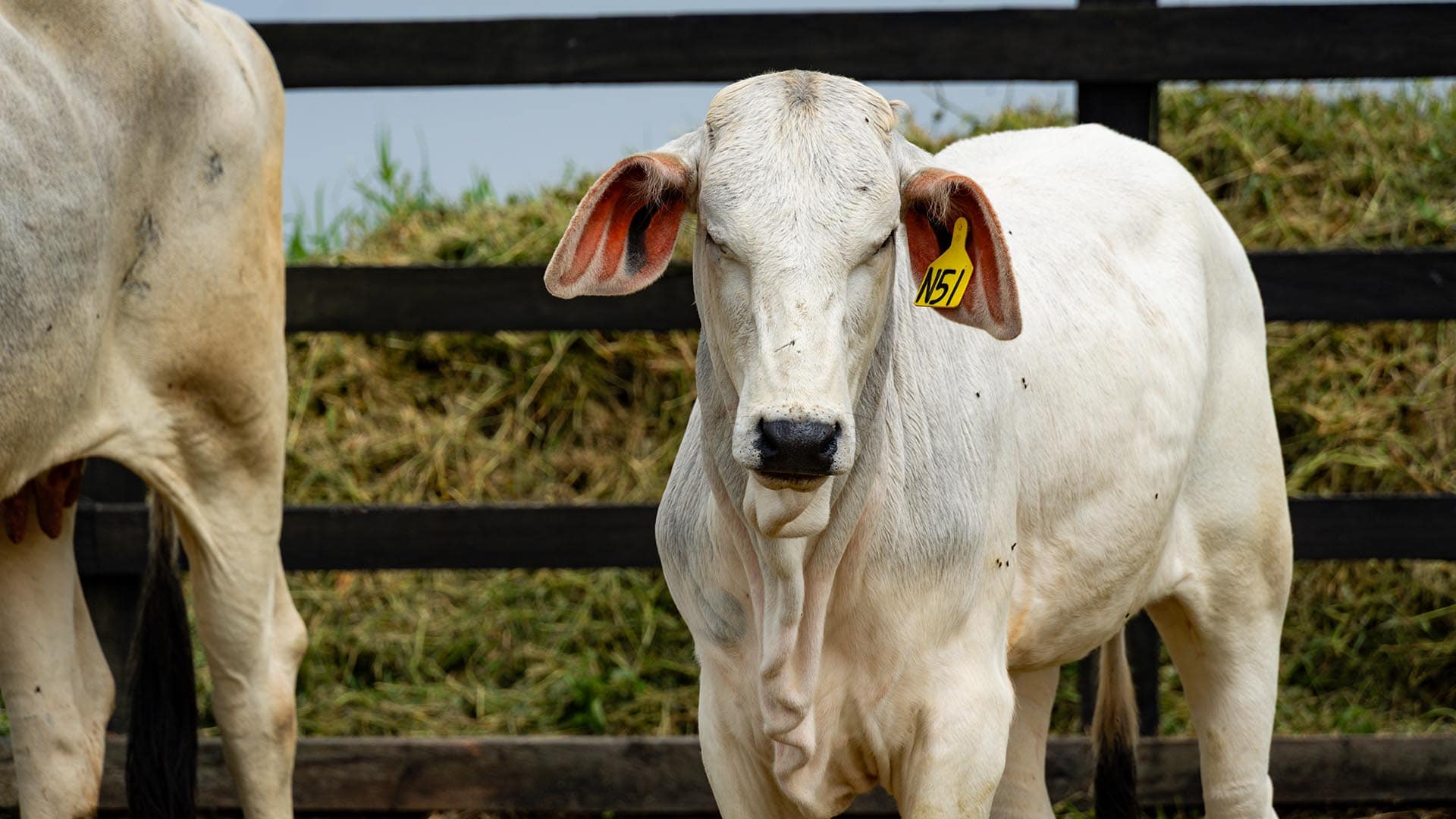 Cattle Costa Rica GlobalTerra
