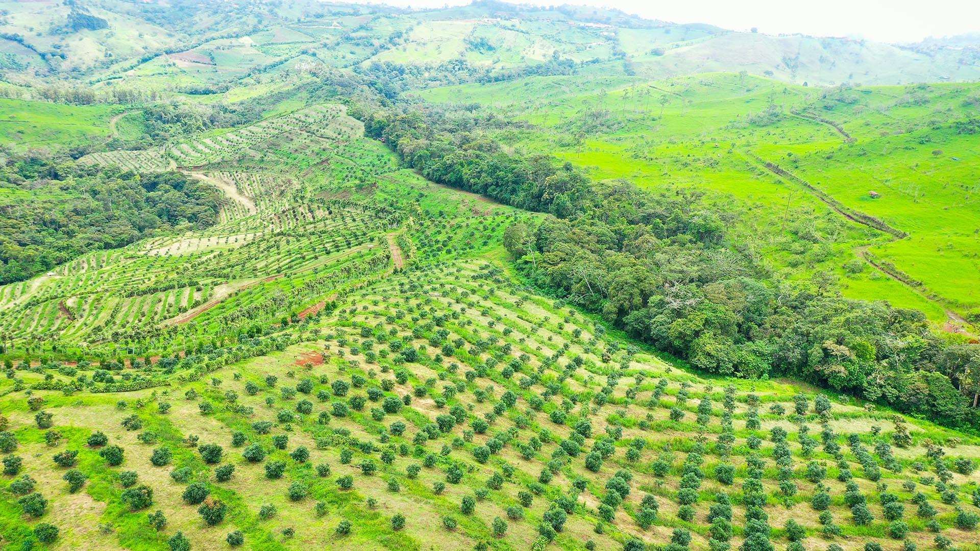 farming costa rica globalterra