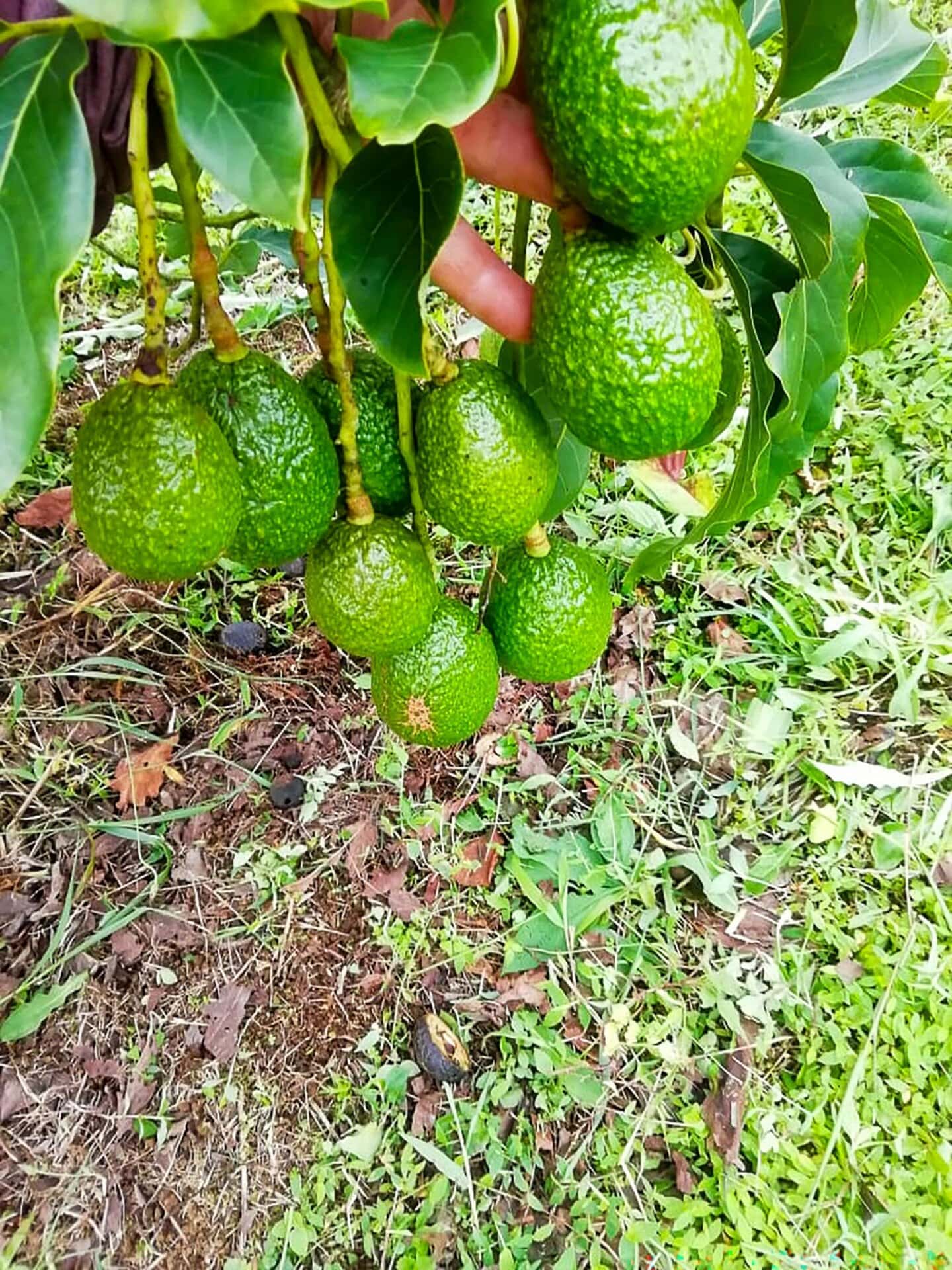 Fruit Costa Rica GlobalTerra