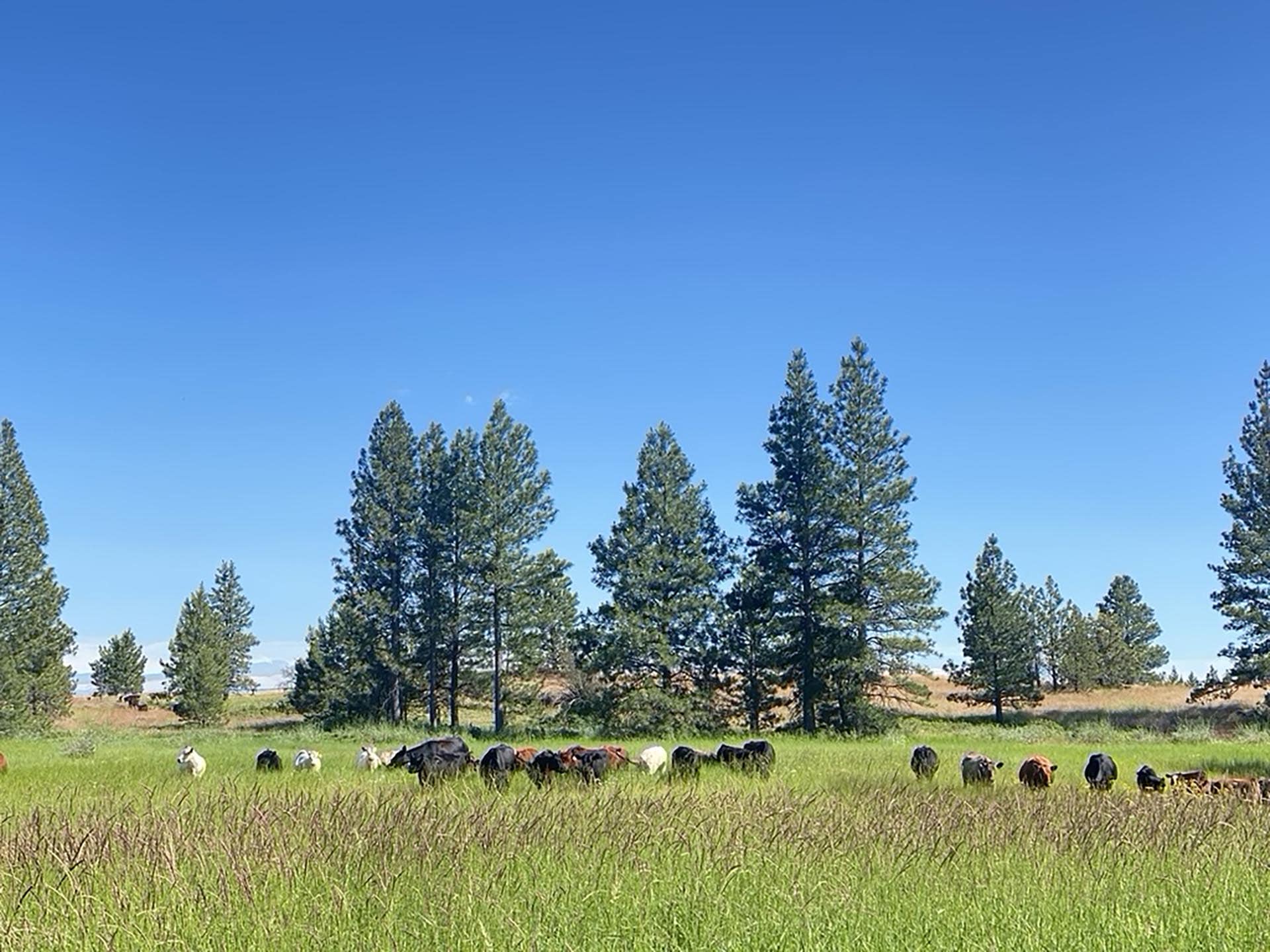 Grazing Cattle Washington Stillwater Ranch