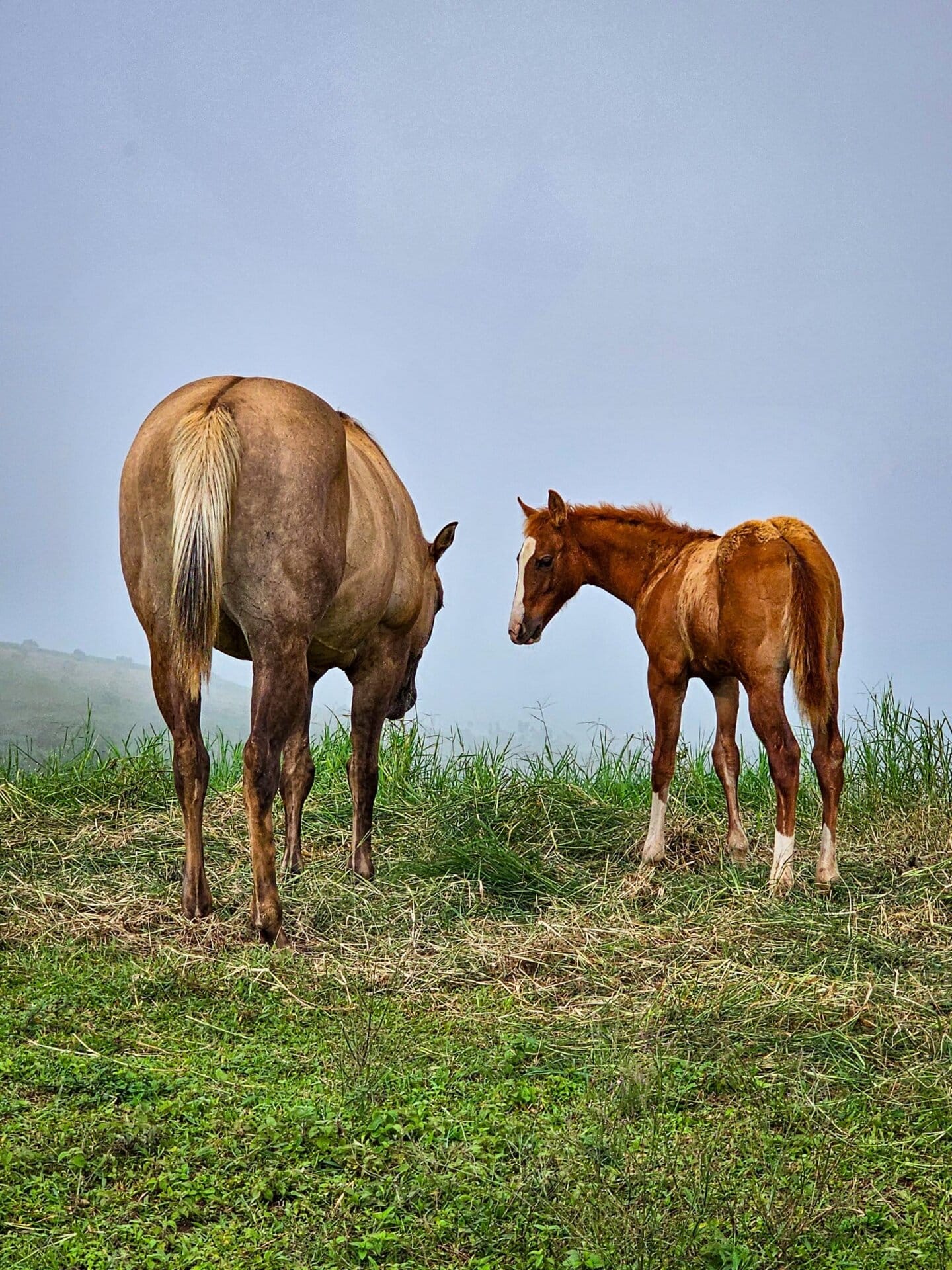 Horses Costa Rica GlobalTerra