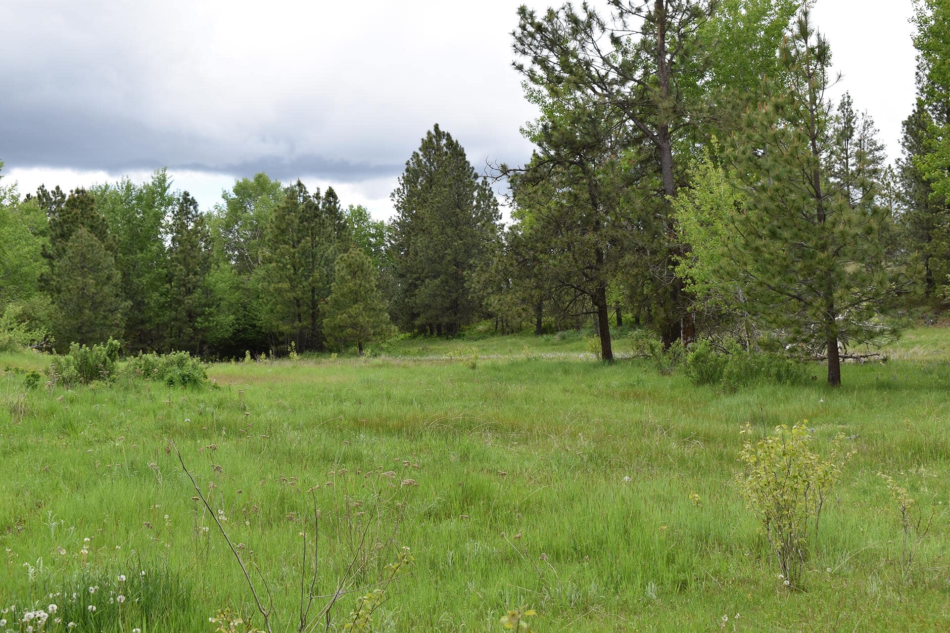 Lush Meadows Washington Stillwater Ranch