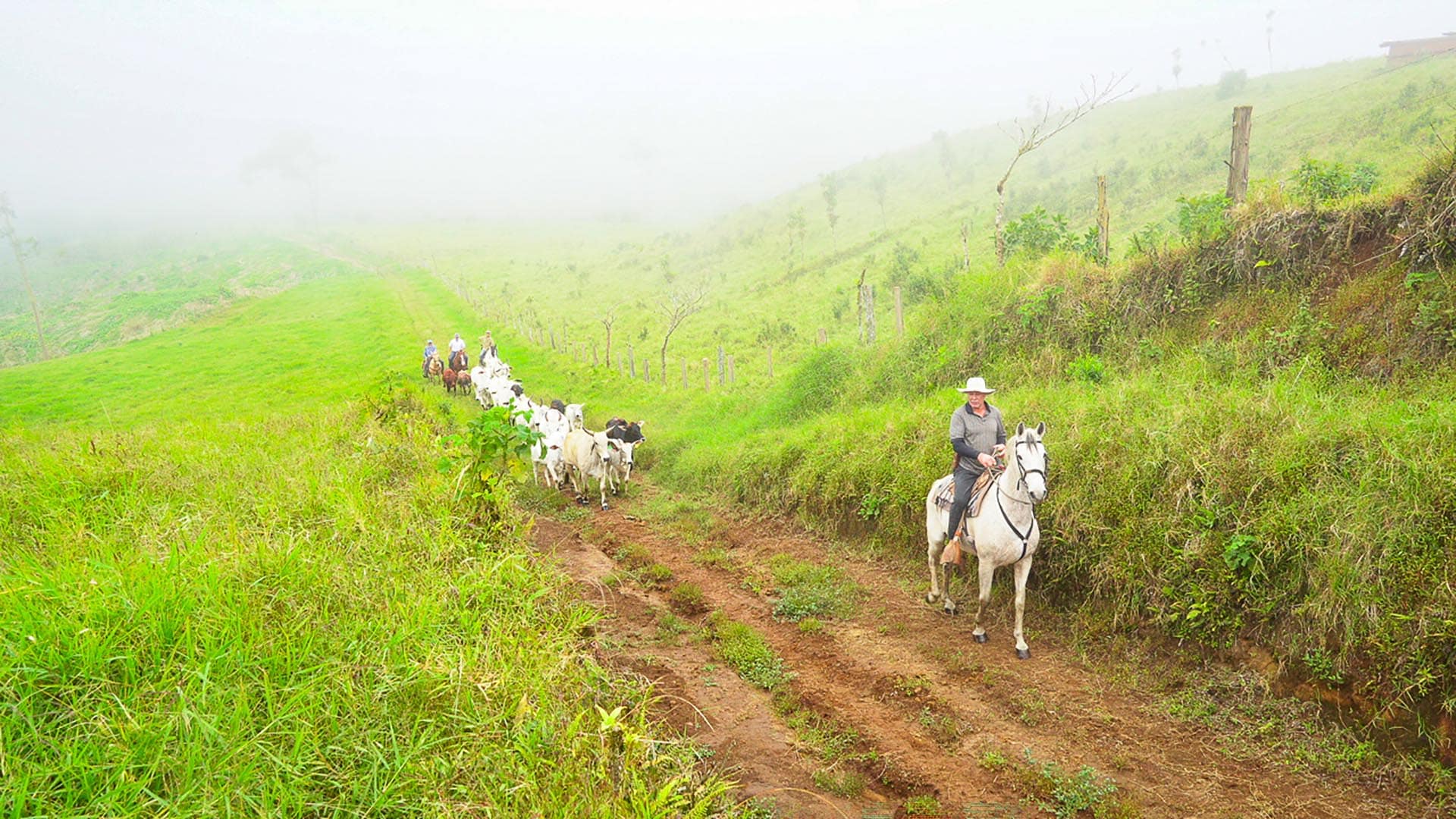 Ranching Costa Rica GlobalTerra