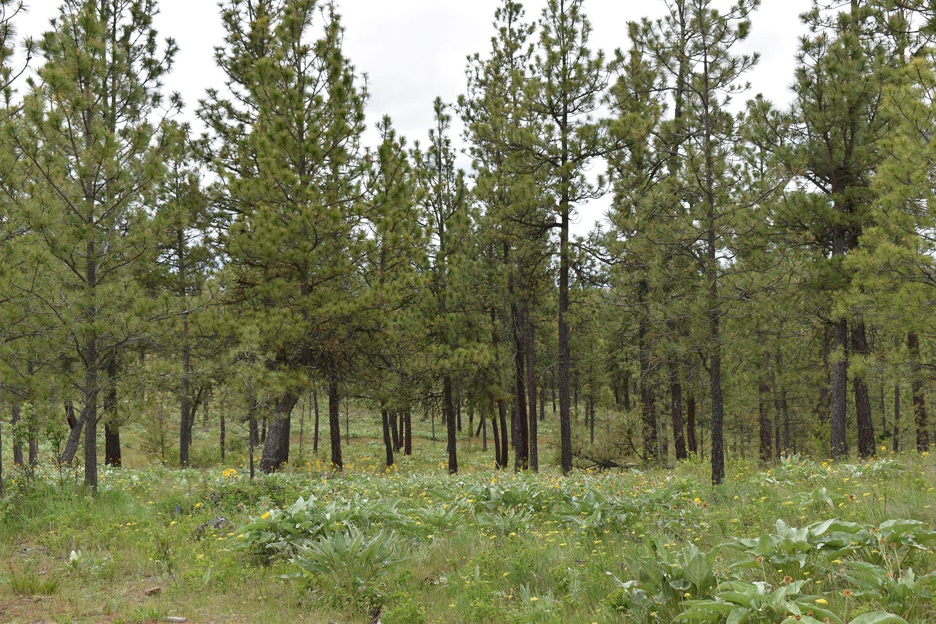 Timbered Draw Washington Stillwater Ranch