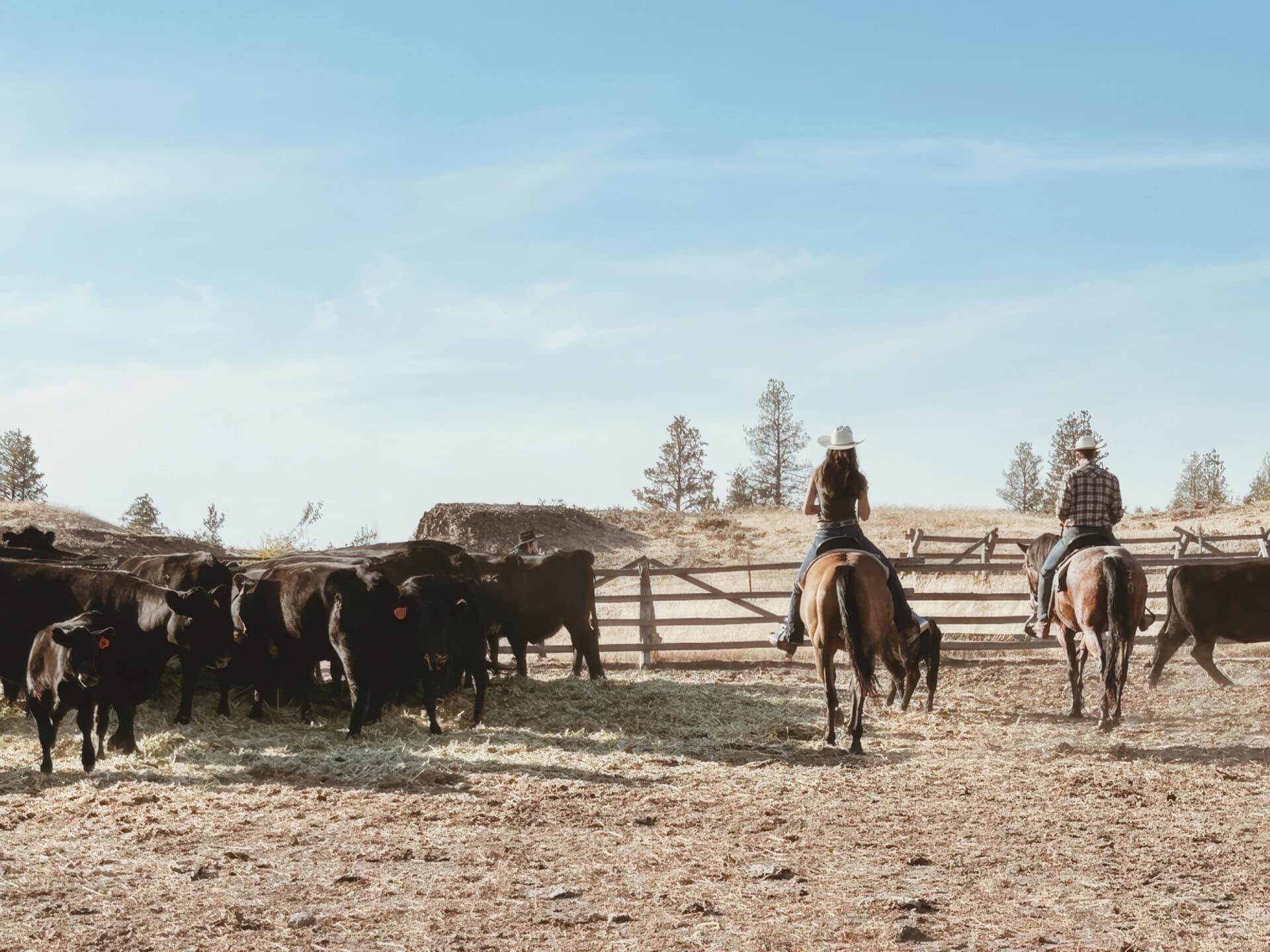 working cows washington stillwater ranch