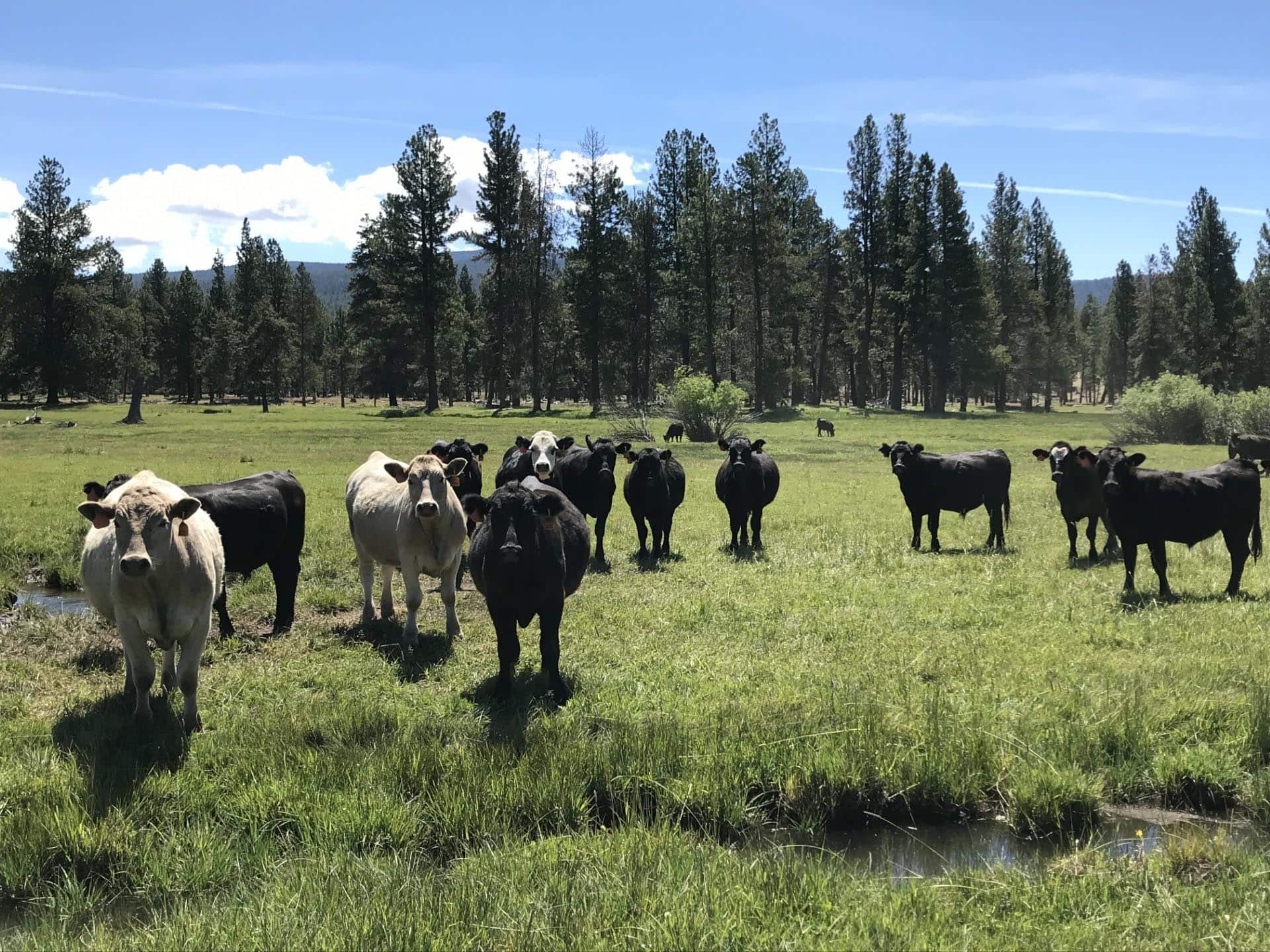 agricultural production land for sale oregon jackson creek ranch