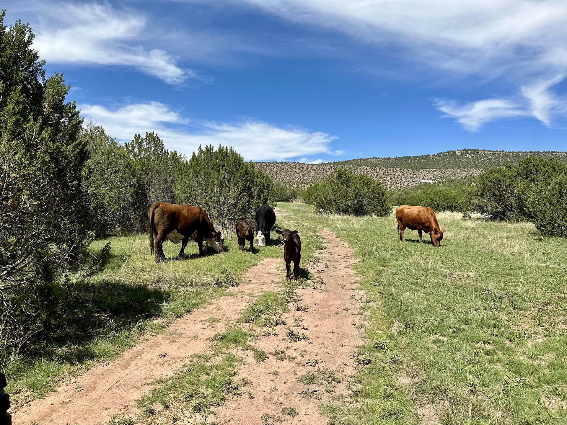 cows new mexico rancho el patron