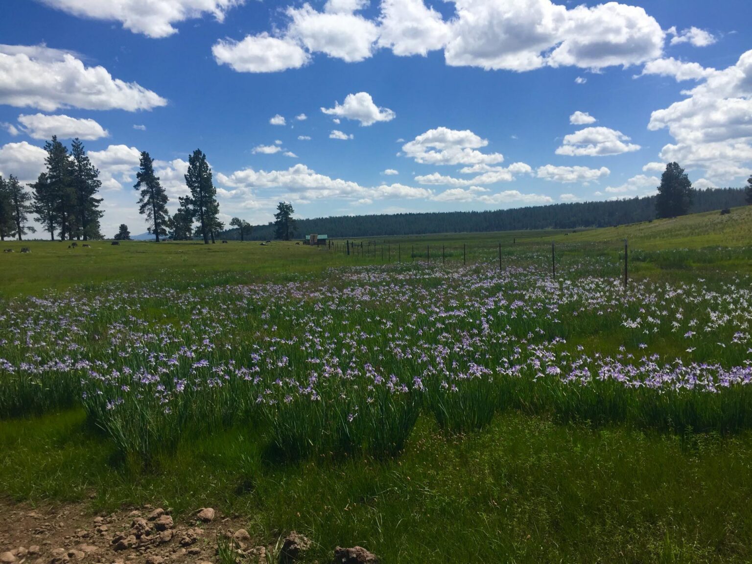 Jackson Creek Ranch | Chiloquin Oregon | Fay Ranches