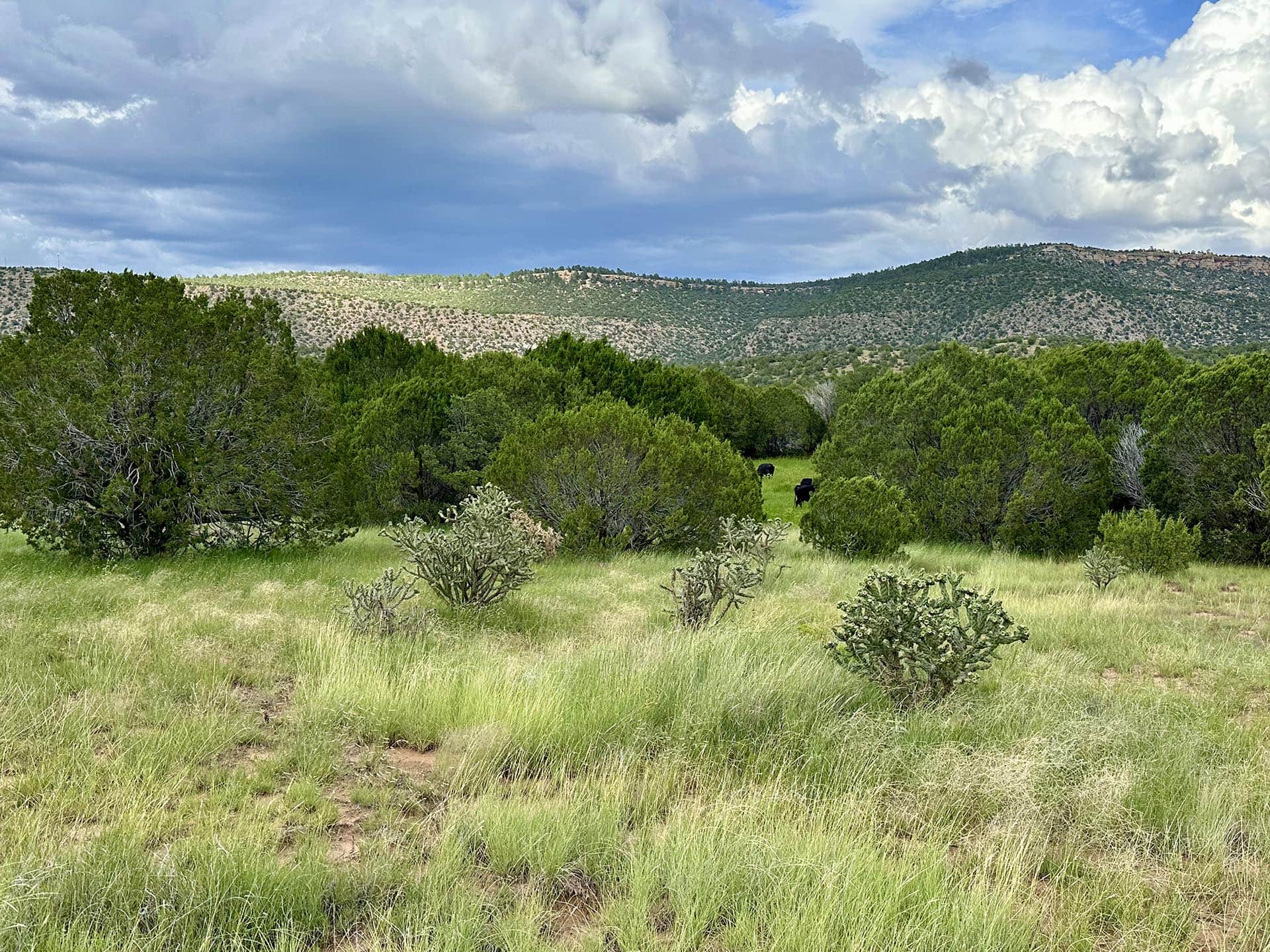 hills and pasture new mexico rancho el patron