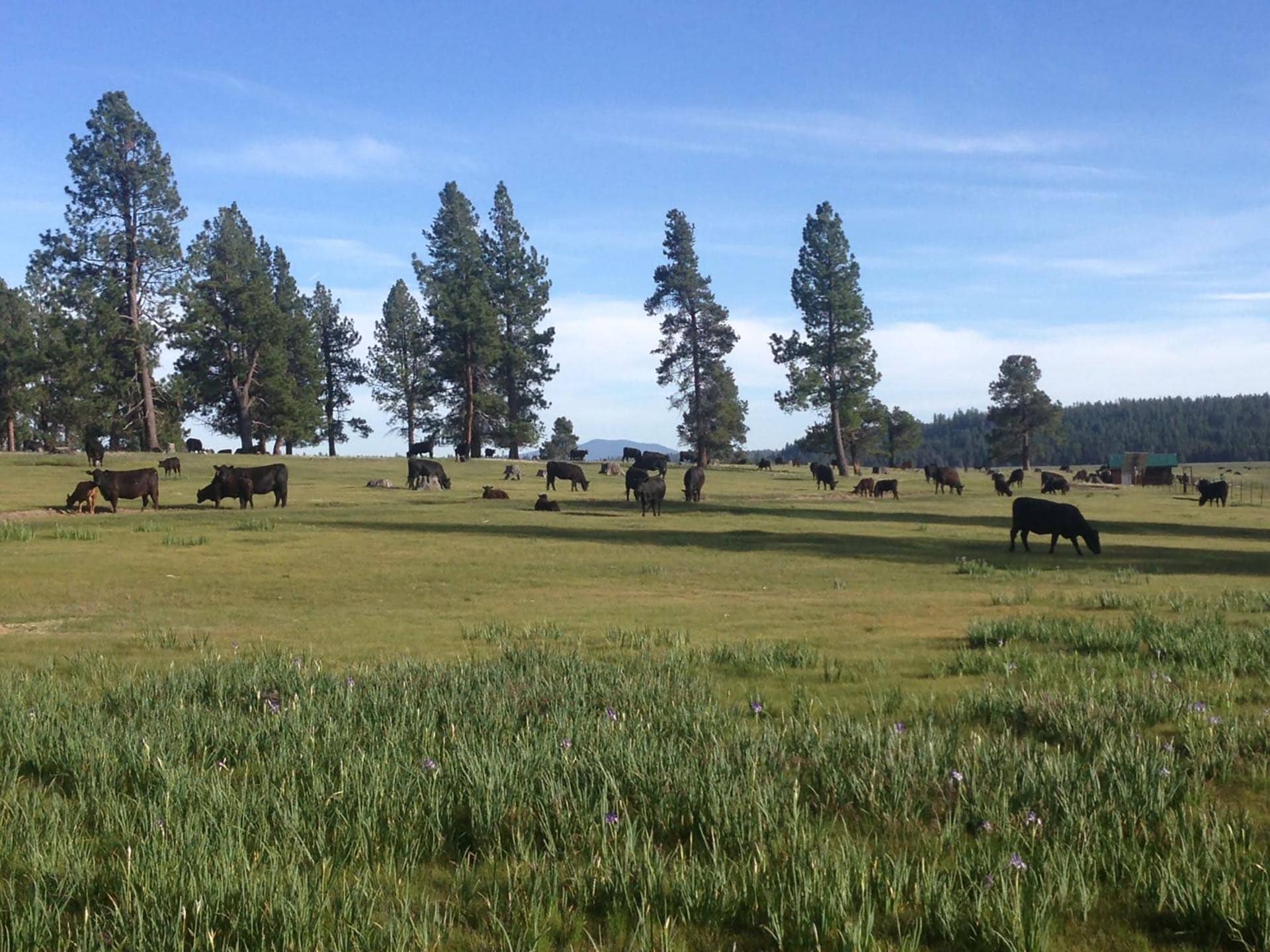income producing ranch oregon jackson creek ranch