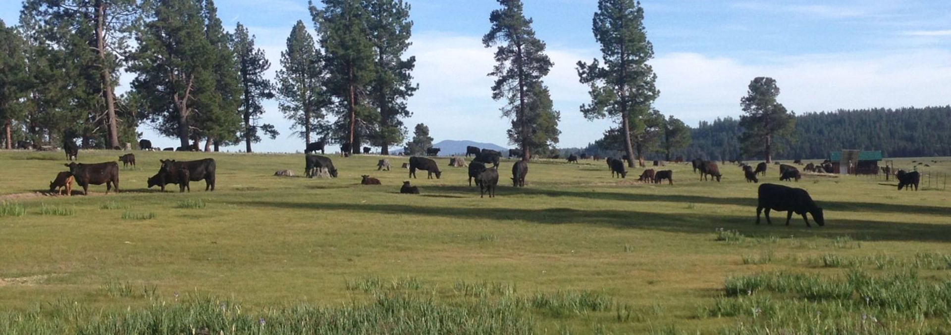 oregon cattle ranch for sale orjackson creek ranch