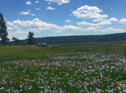 oregon land for sale jackson creek ranch