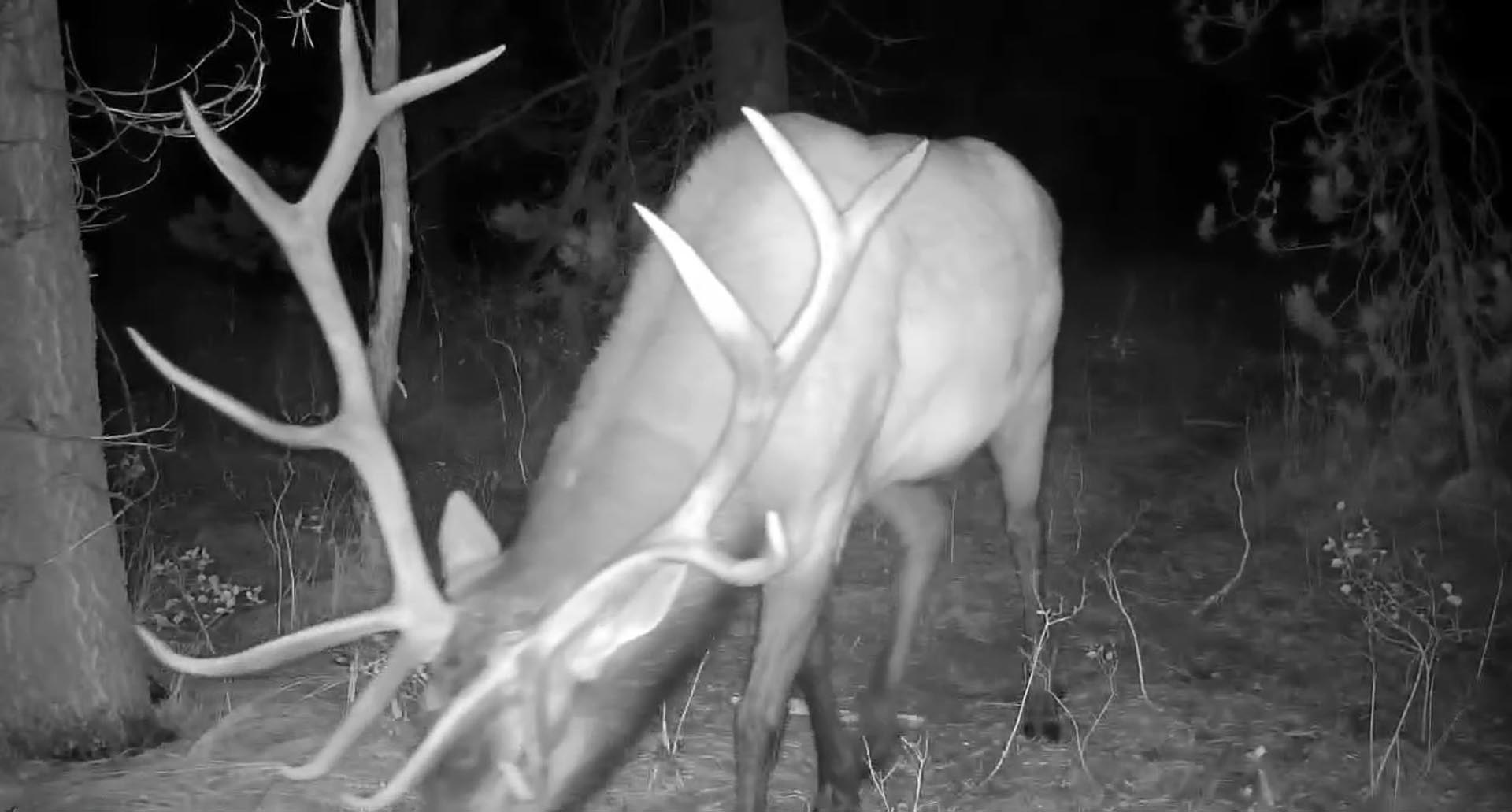big bull elk idaho island parks coho reserve